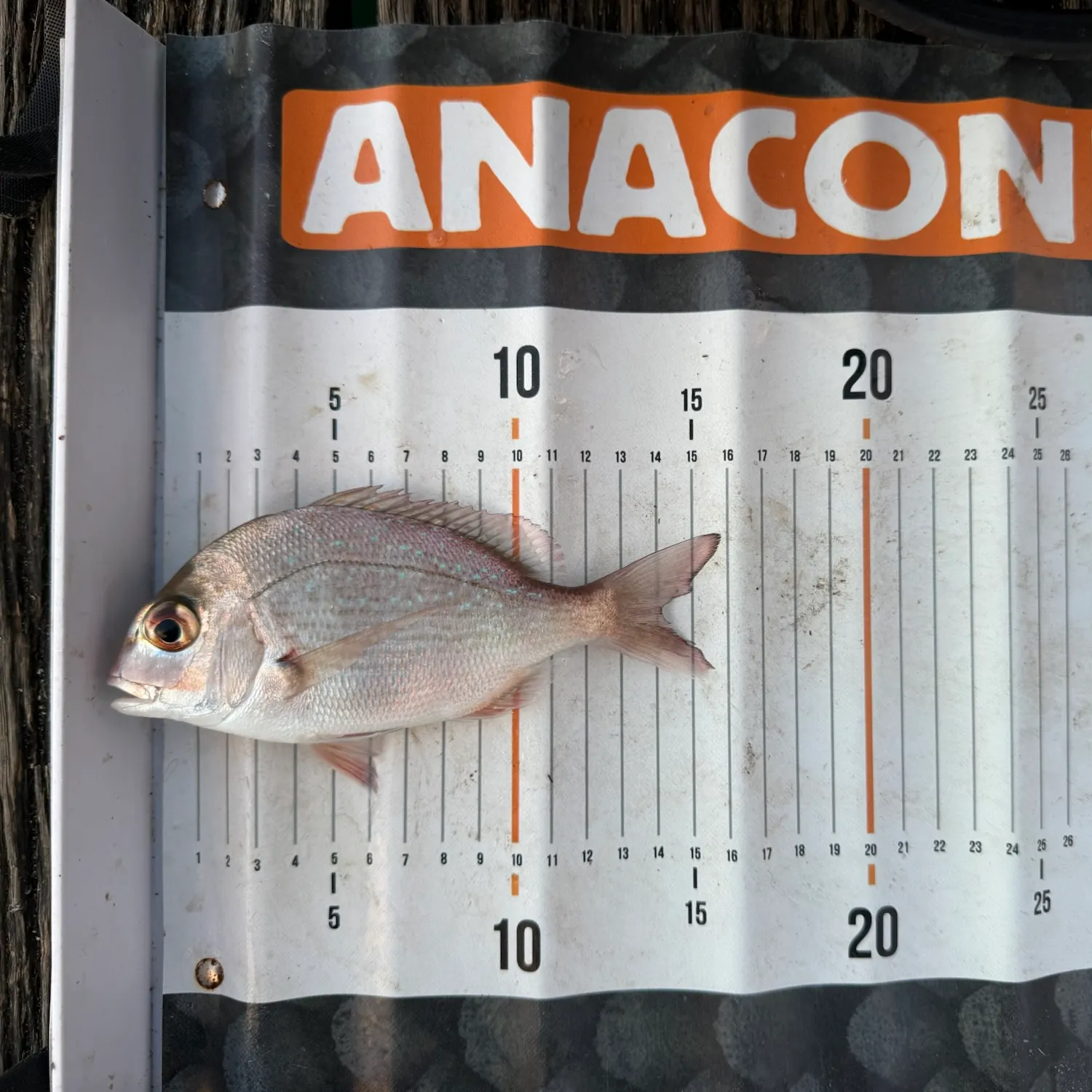 The most recent Australasian snapper catches on Fishbrain