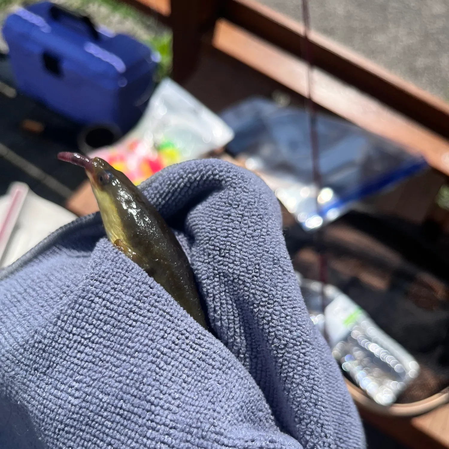 American eel caught on Fishbrain