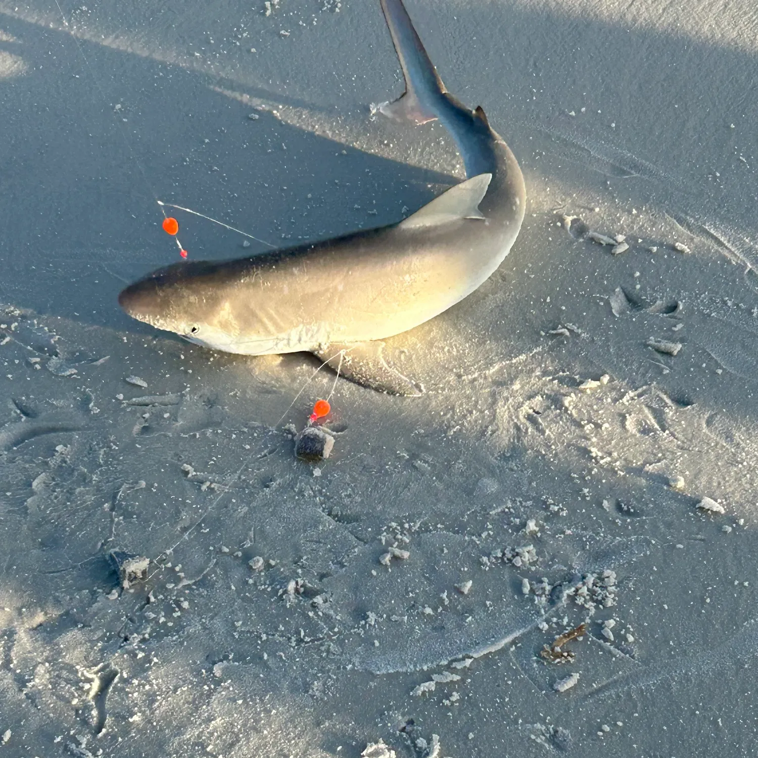 The most recent Lemon shark catches on Fishbrain