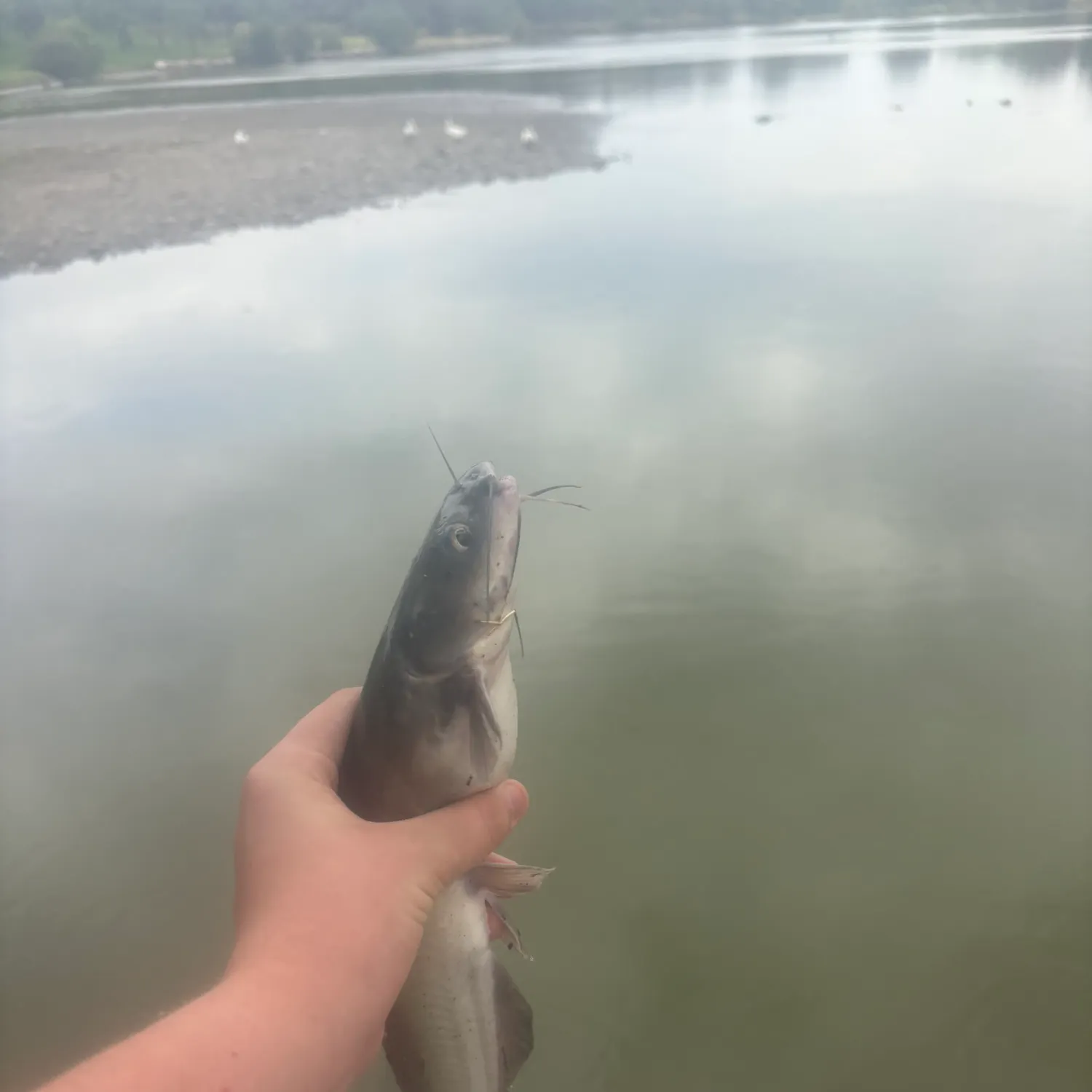 Channel catfish caught on Fishbrain