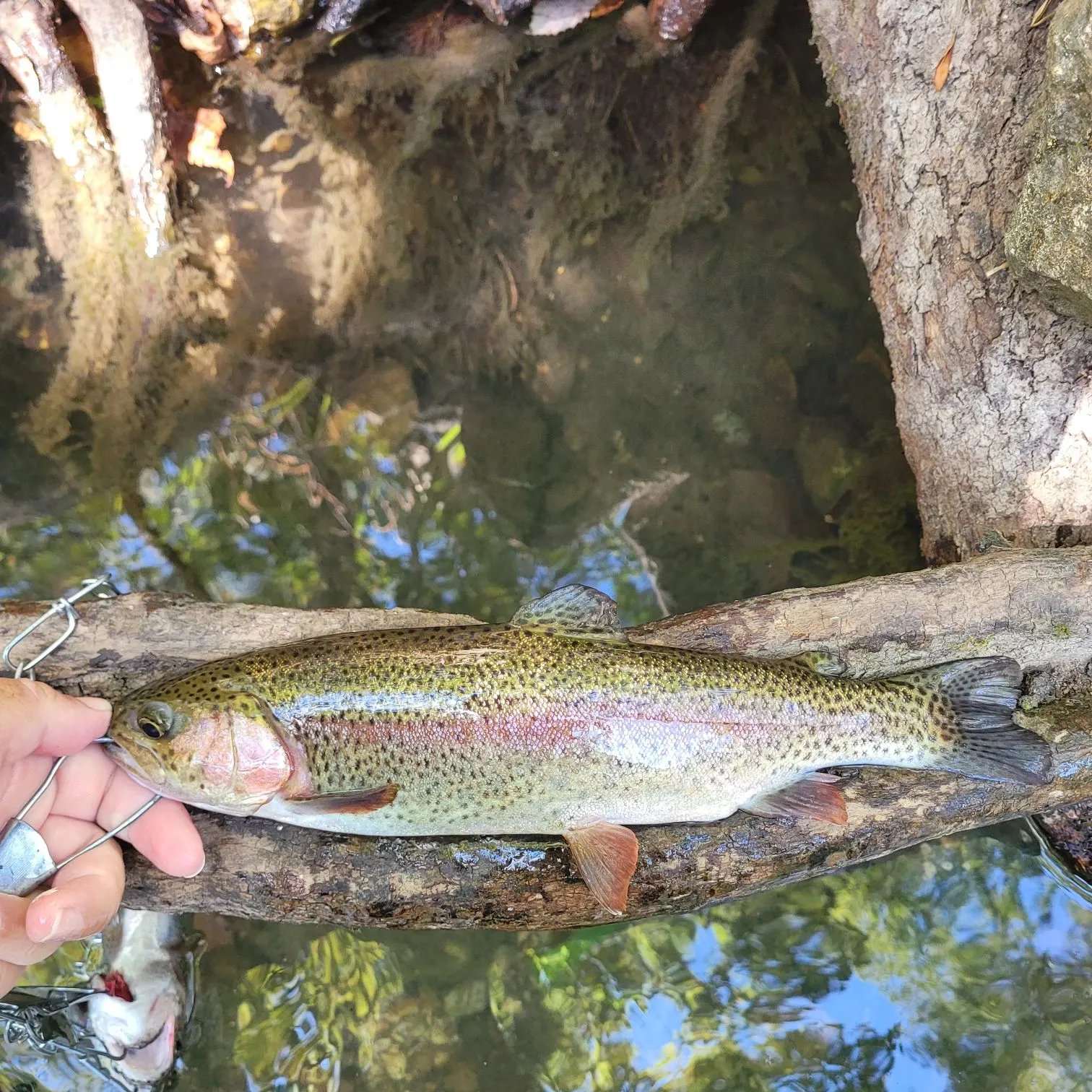 Rainbow trout caught on Fishbrain