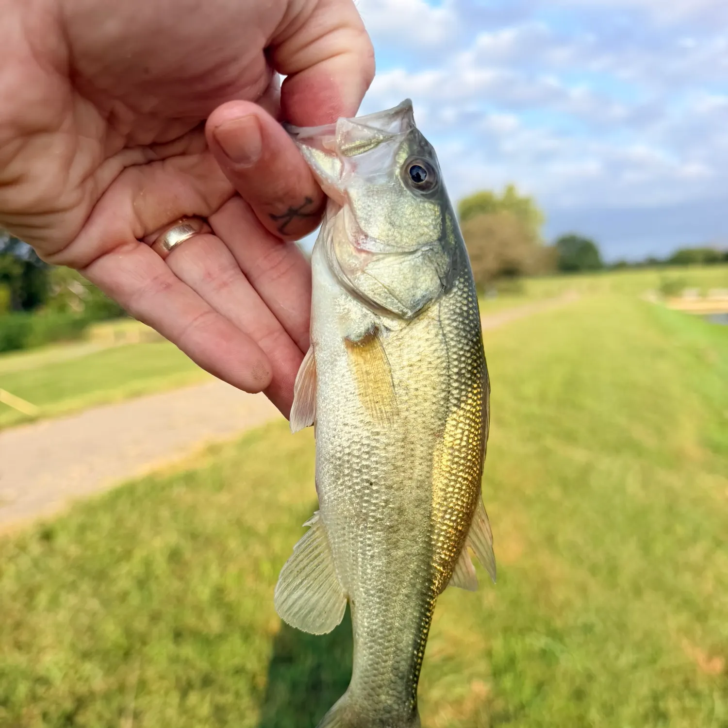 Largemouth bass caught on Fishbrain
