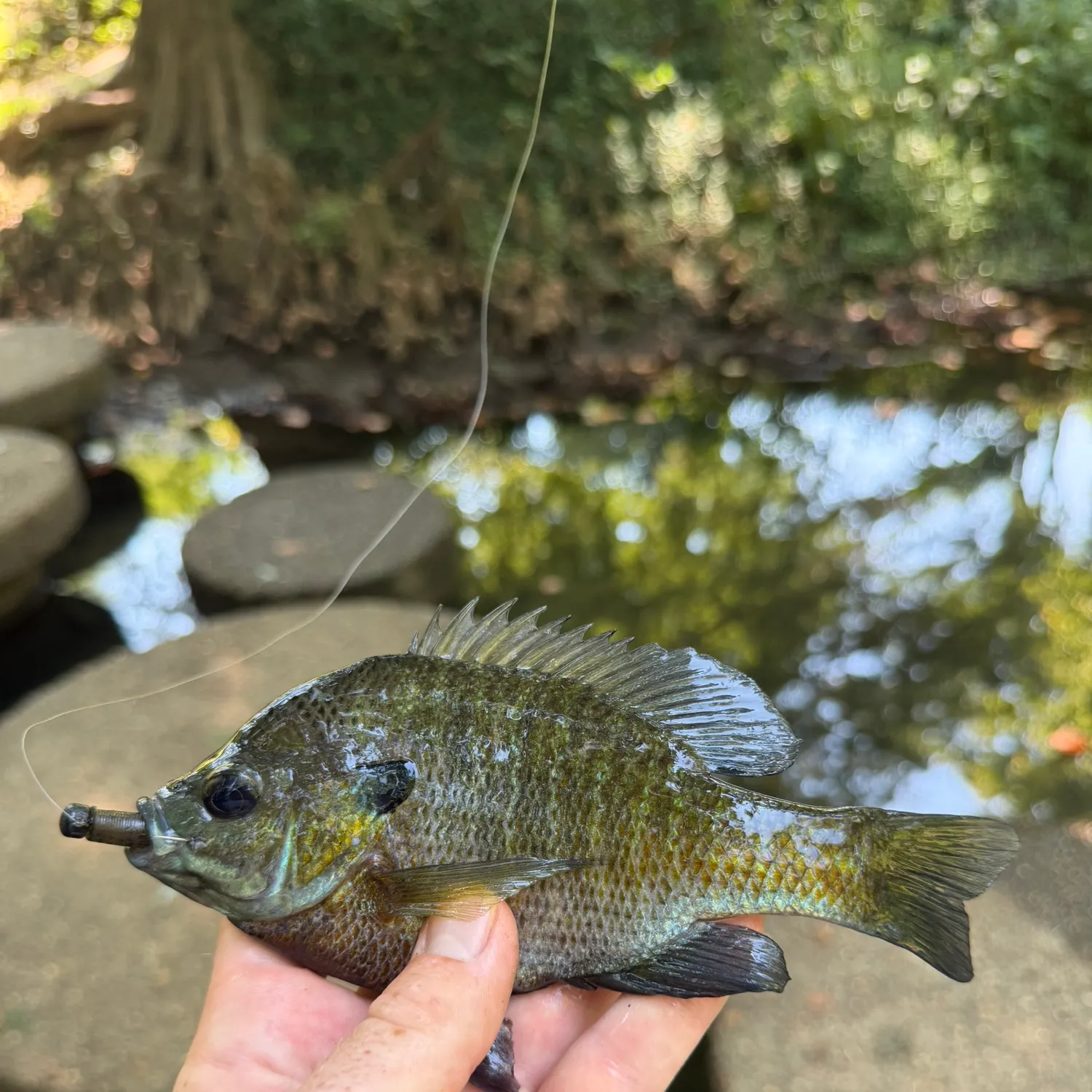 Bluegill caught on Fishbrain