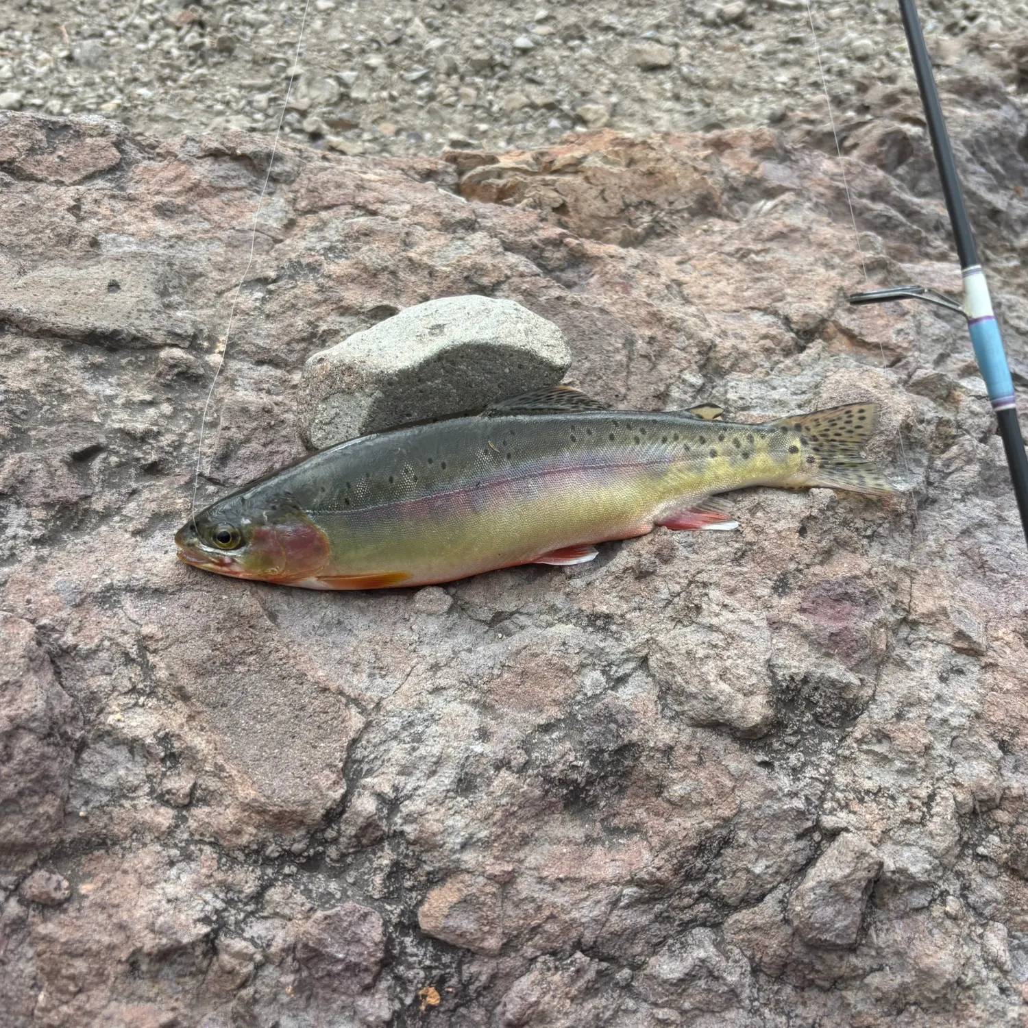 The most recent Golden trout catches on Fishbrain