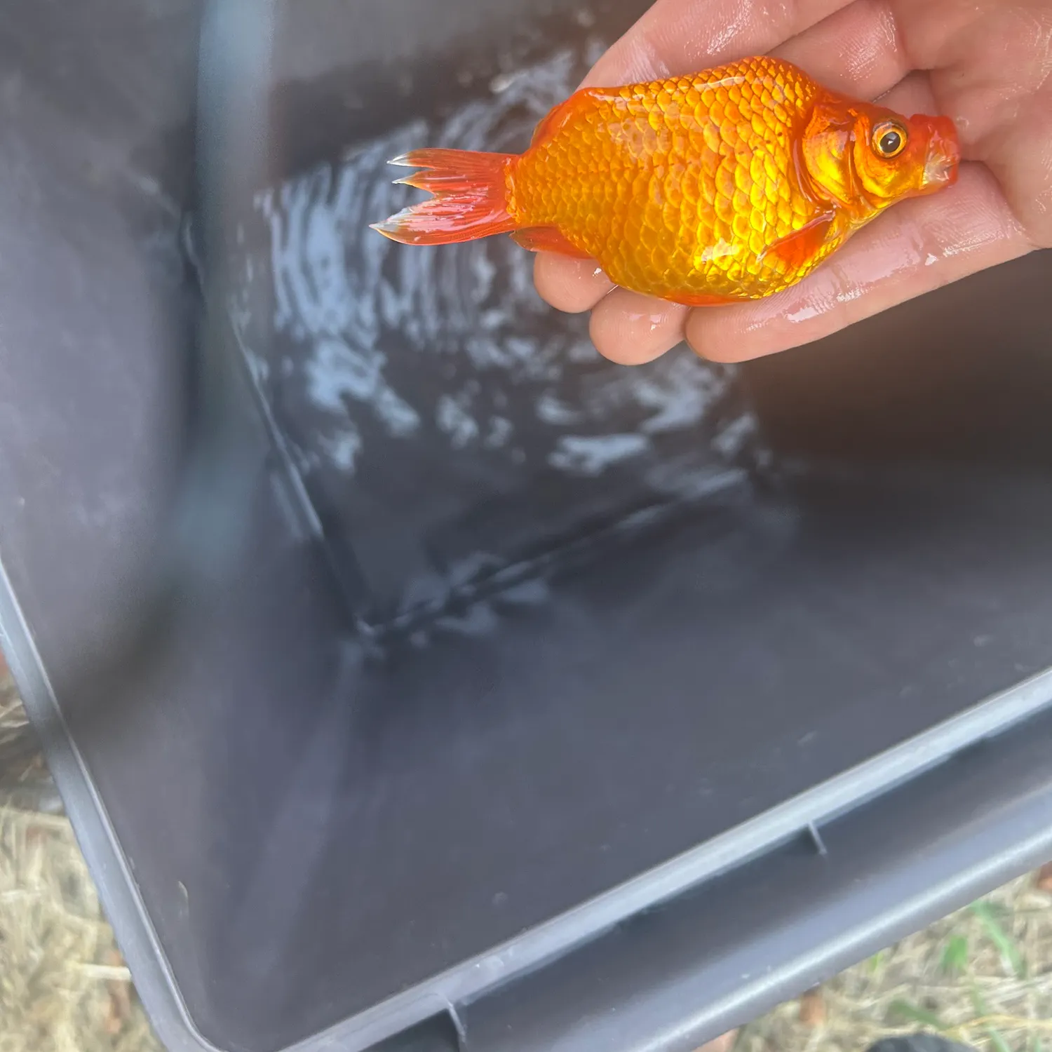 Goldfish caught on Fishbrain