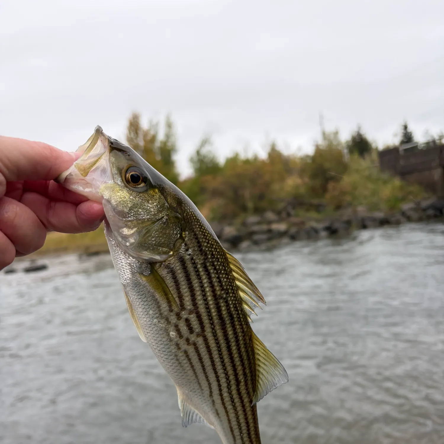 Striped bass caught on Fishbrain