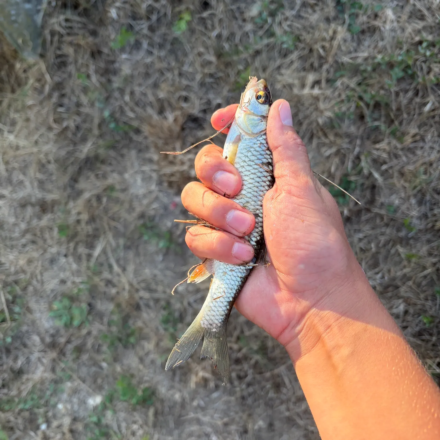 The most recent European chub catches on Fishbrain