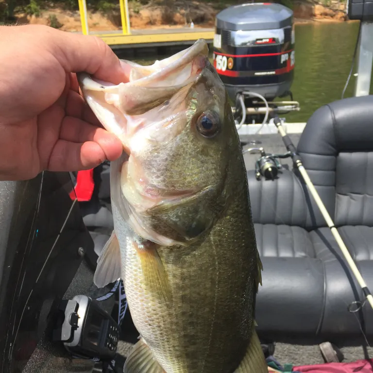 Largemouth bass caught on Fishbrain