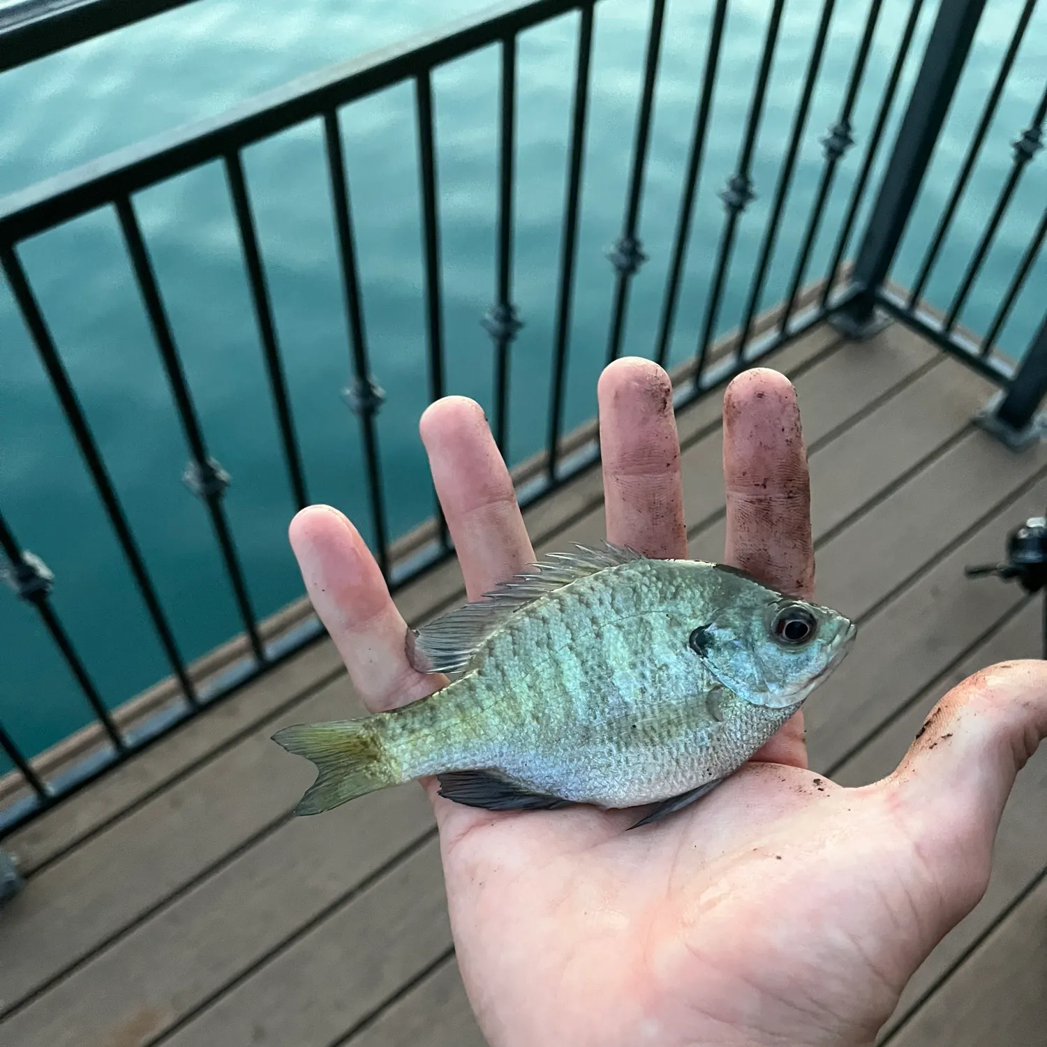 Bluegill caught on Fishbrain
