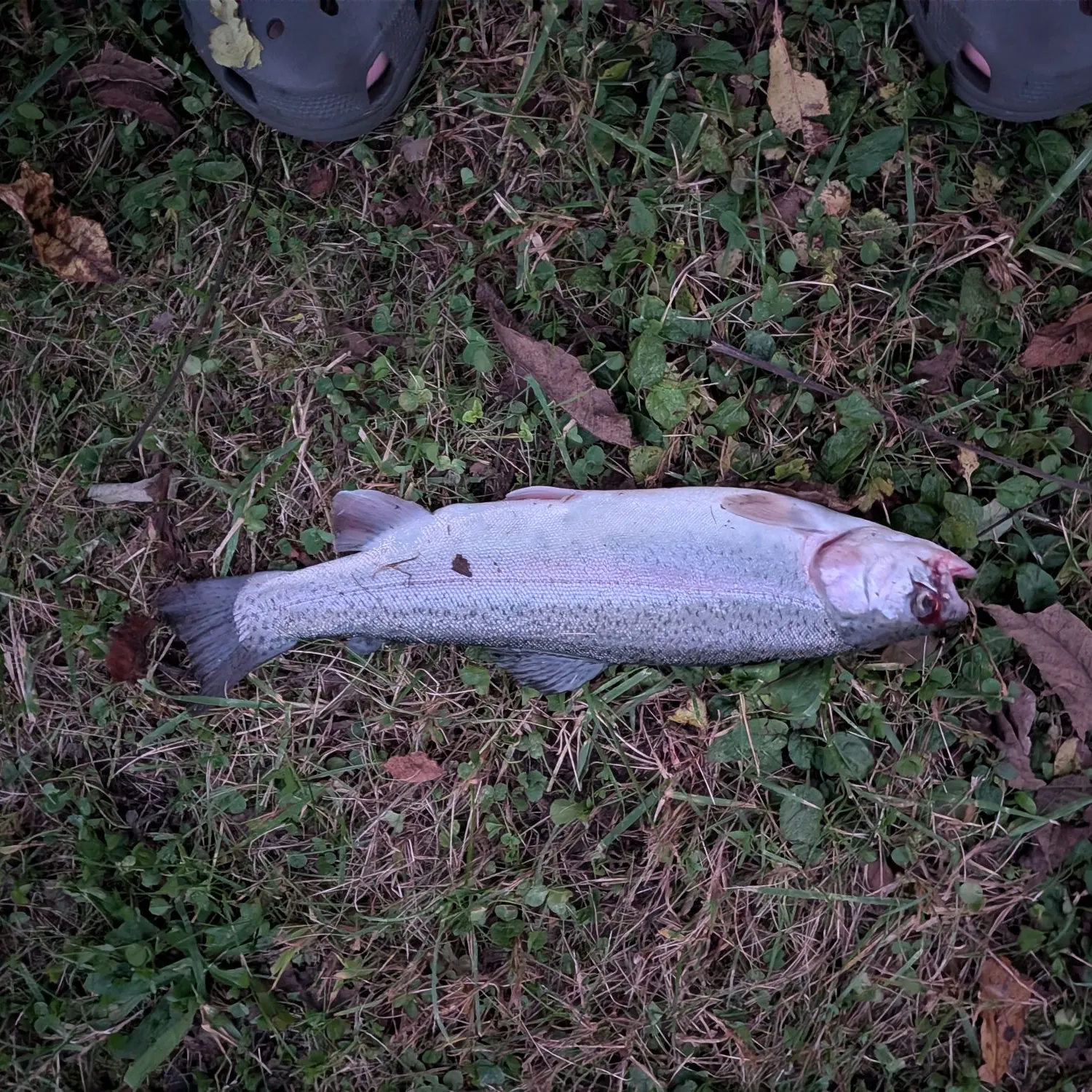 Rainbow trout caught on Fishbrain