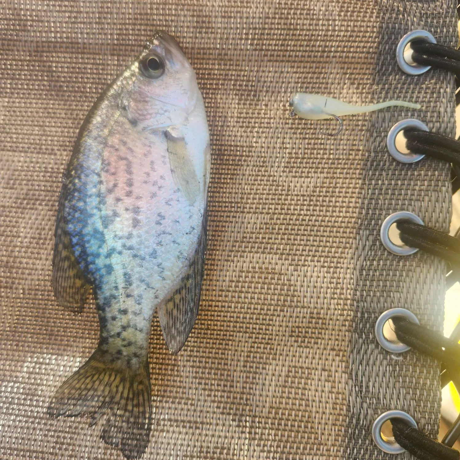 Black crappie caught on Fishbrain