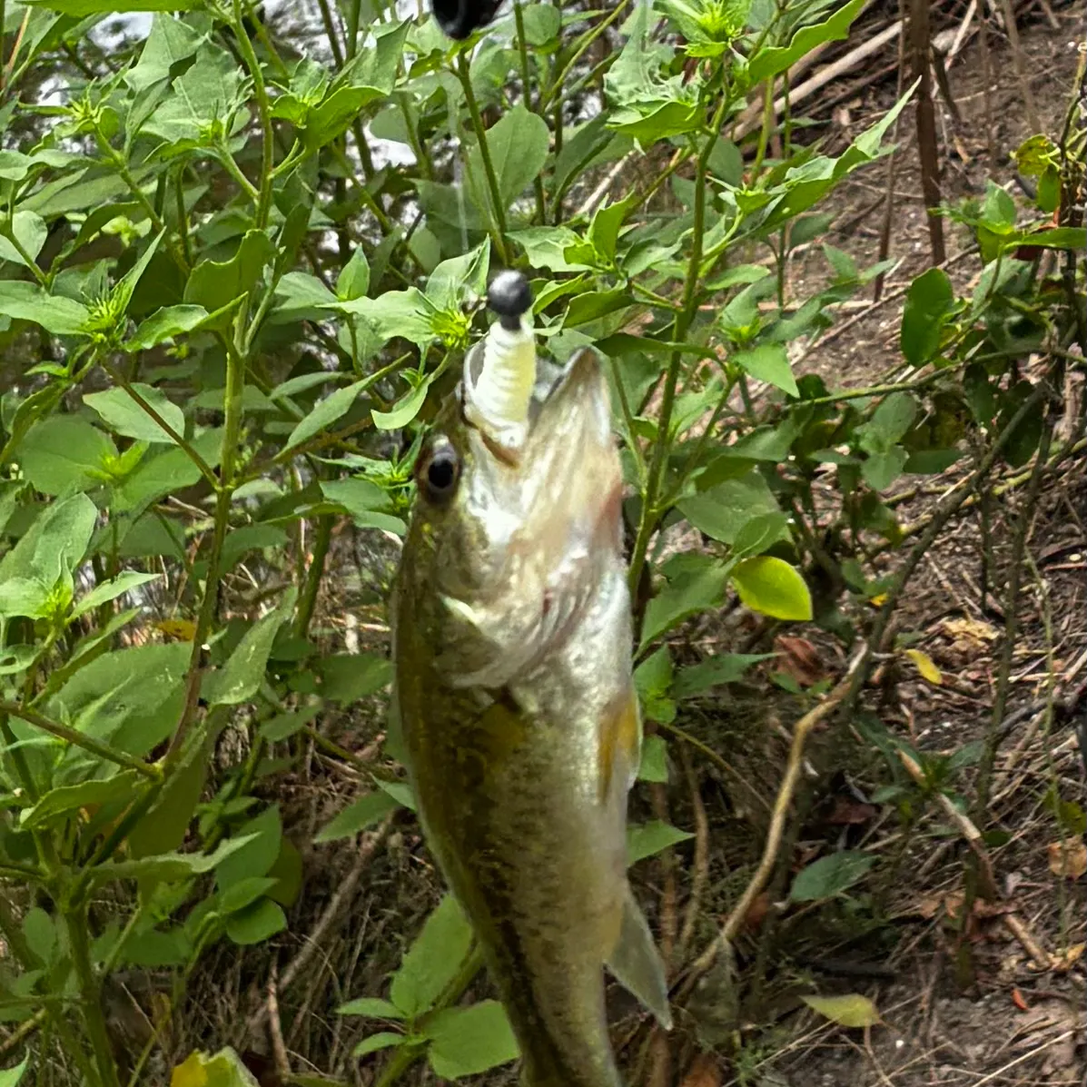 Spotted bass caught on Fishbrain