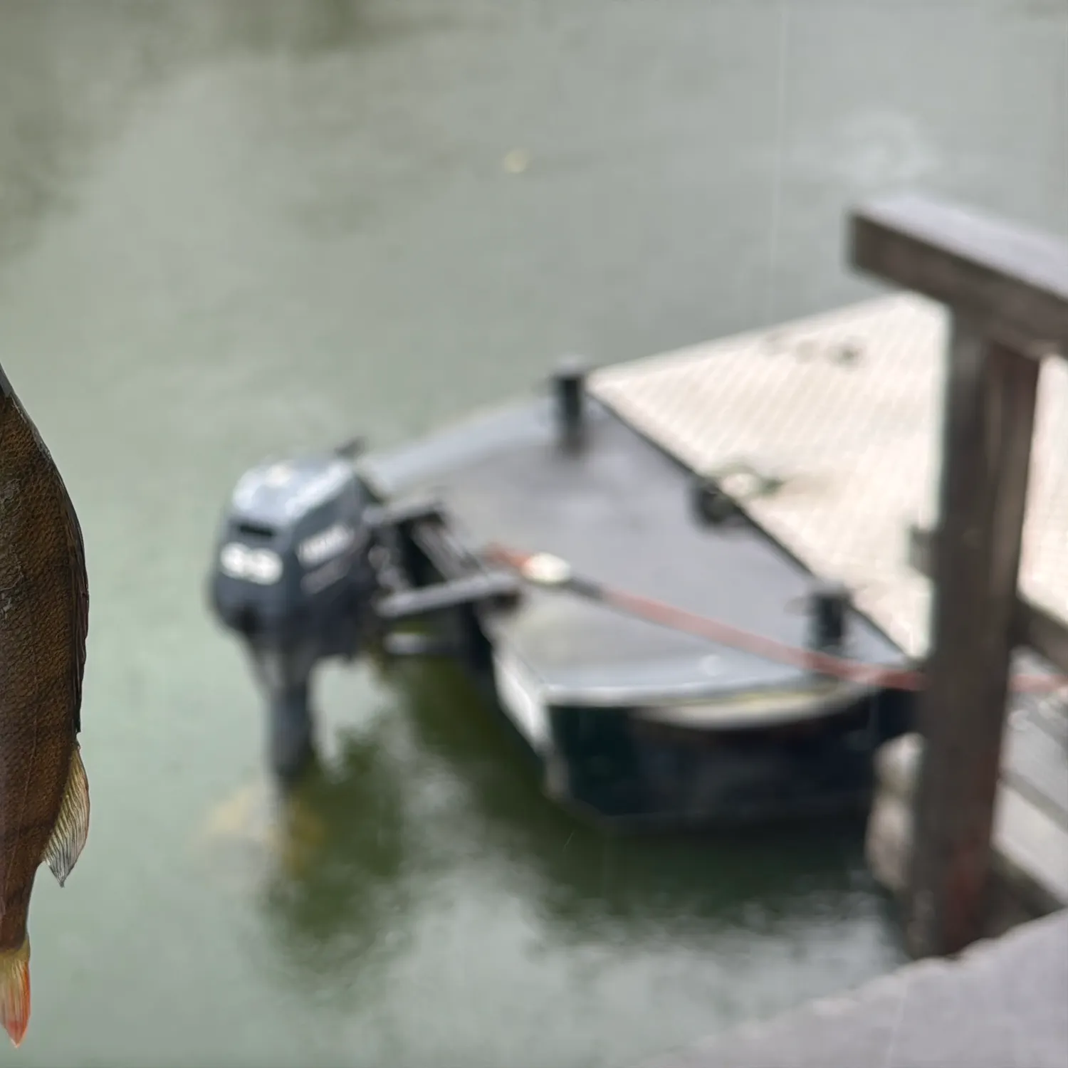 European perch caught on Fishbrain