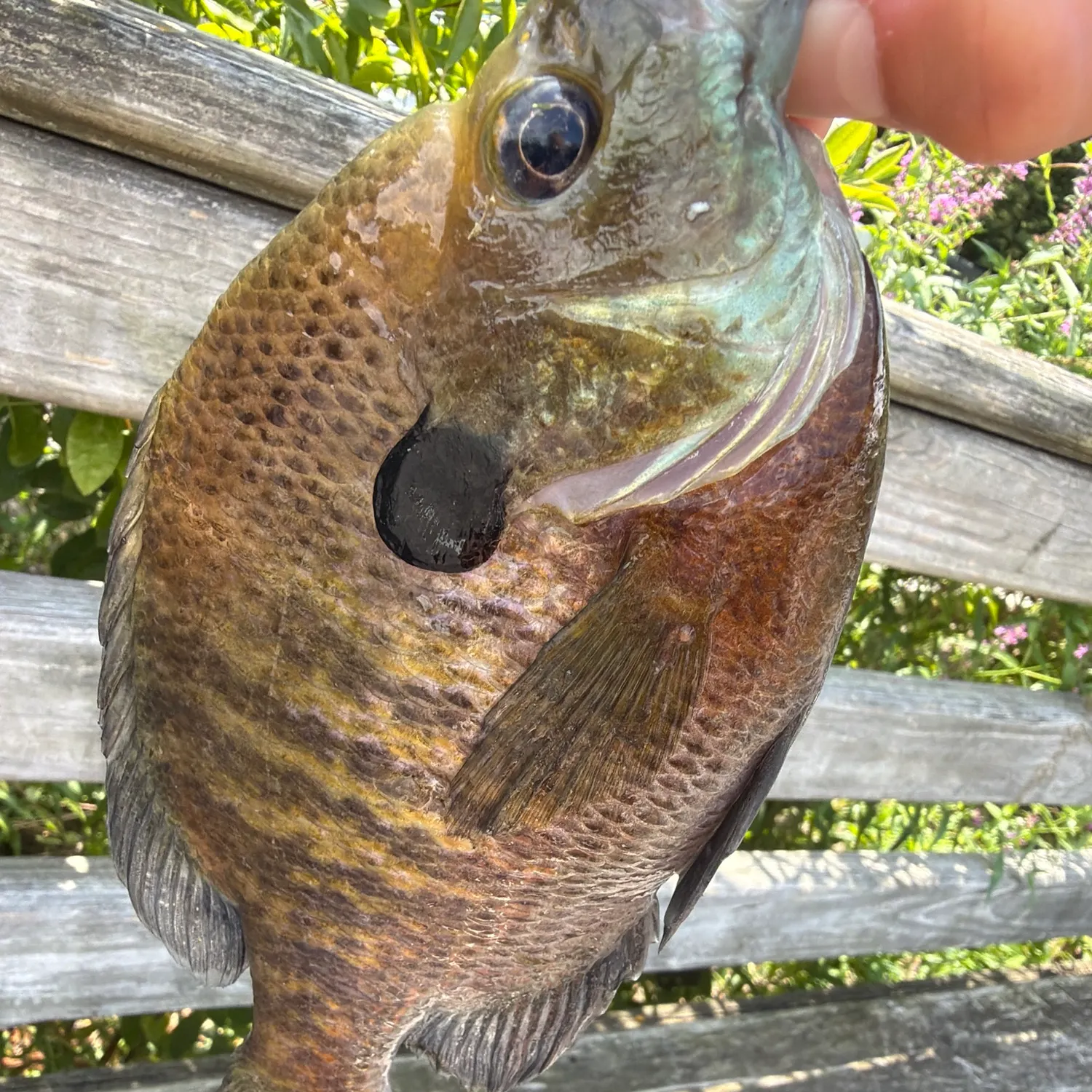 Bluegill caught on Fishbrain