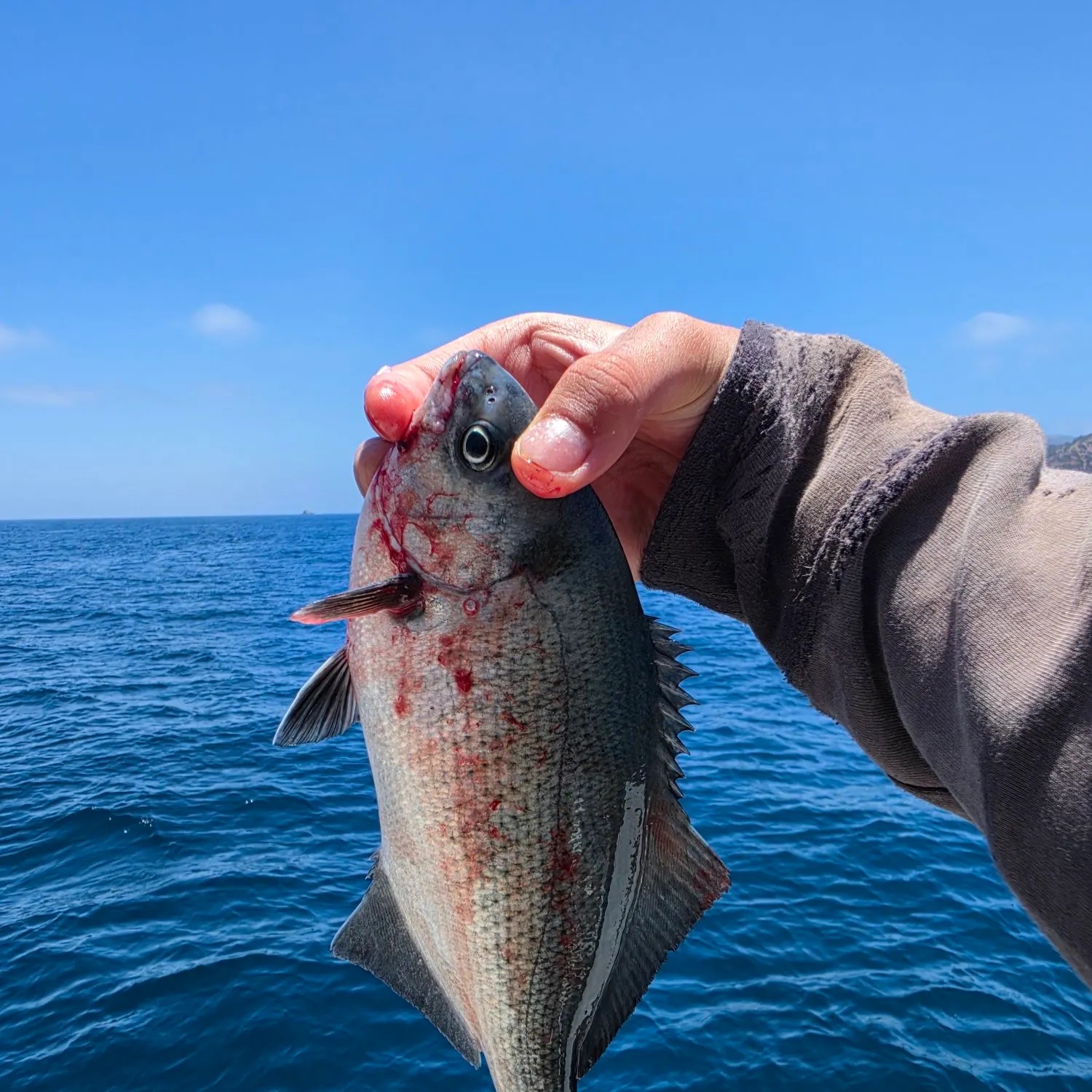 The most recent Halfmoon catches on Fishbrain