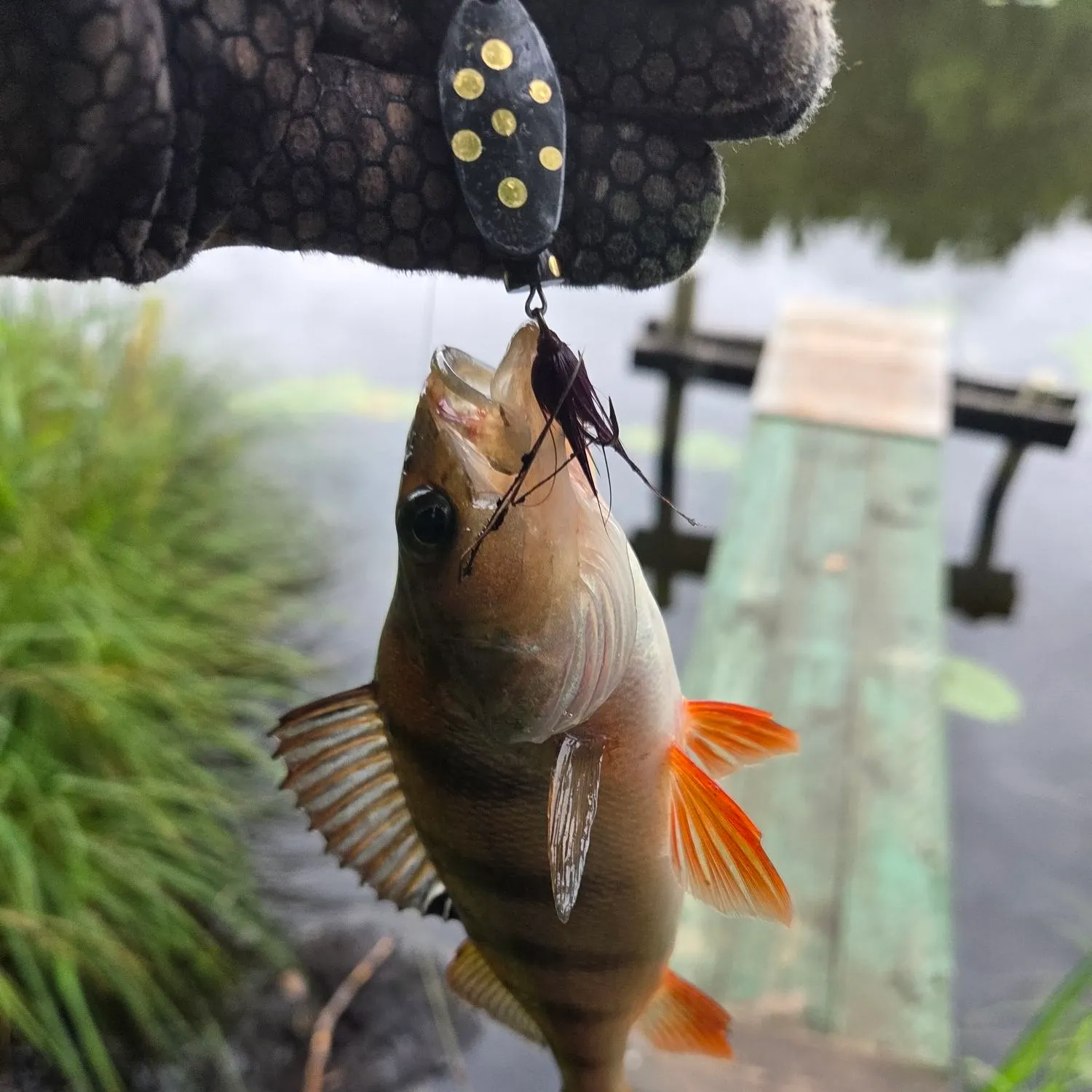 European perch caught on Fishbrain