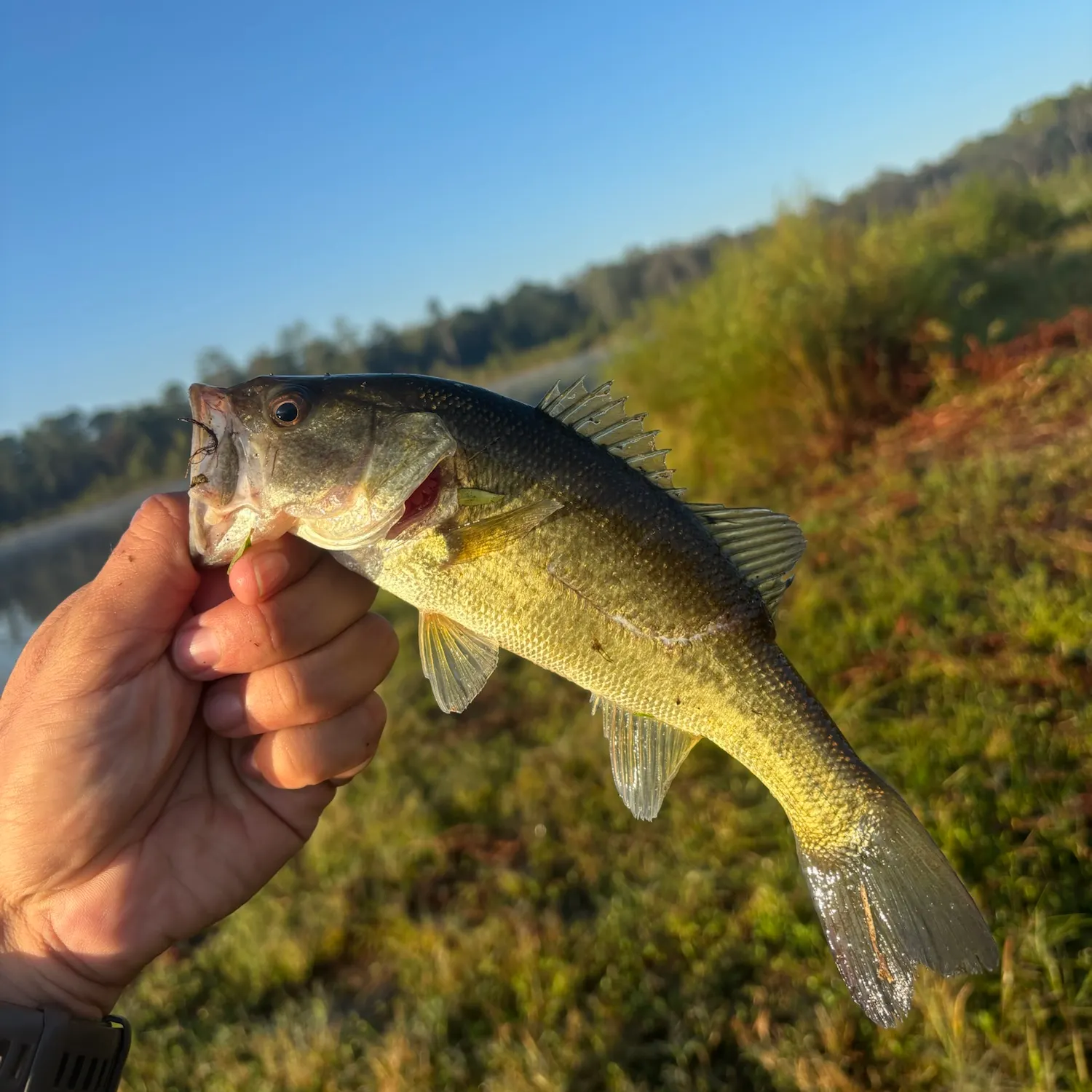 Largemouth bass caught on Fishbrain