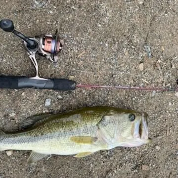 Spotted bass caught on Fishbrain
