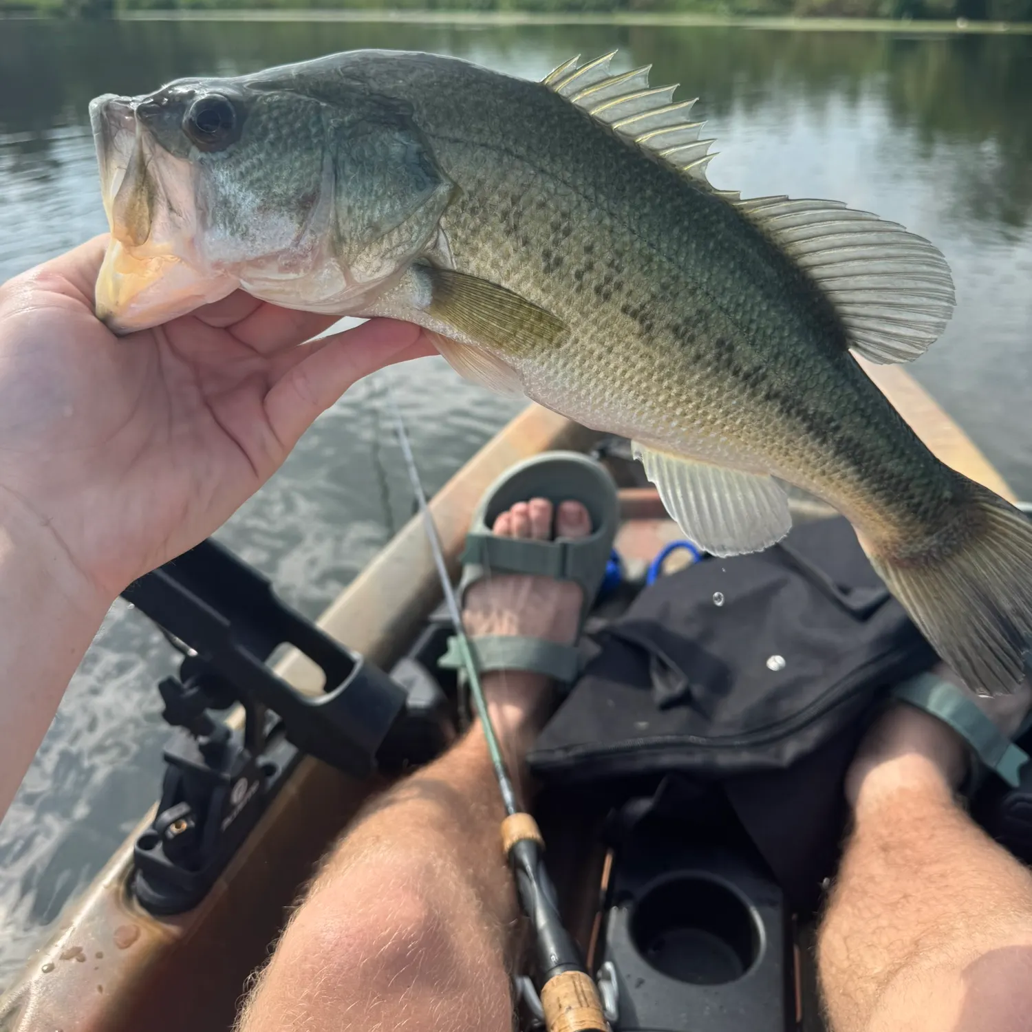 Largemouth bass caught on Fishbrain