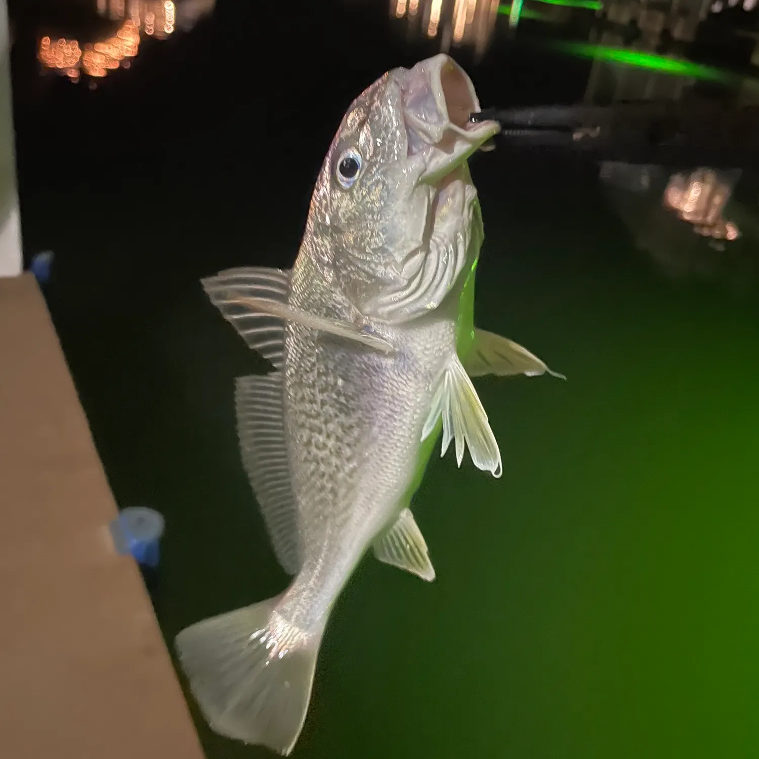 The most recent Atlantic croaker catches on Fishbrain