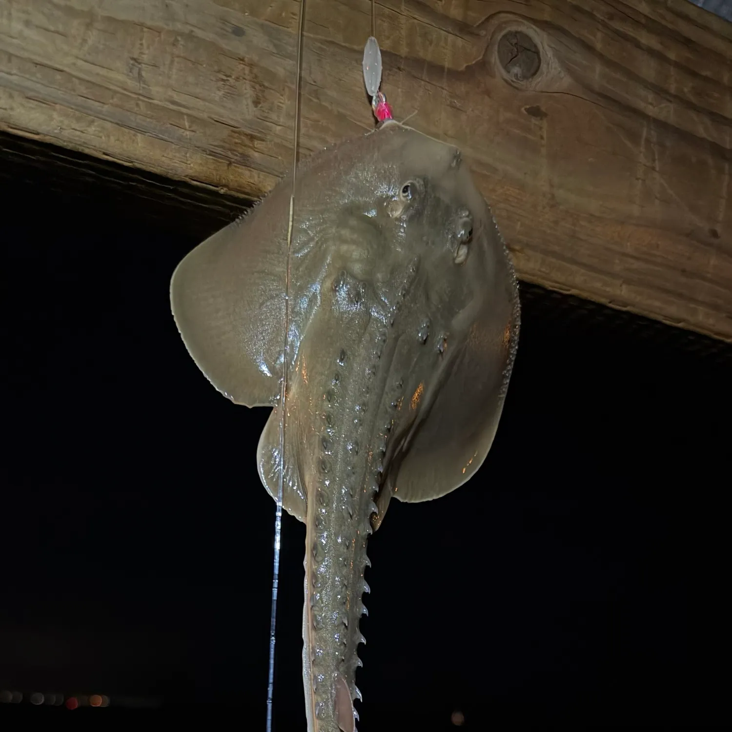 Thornback guitarfish caught on Fishbrain
