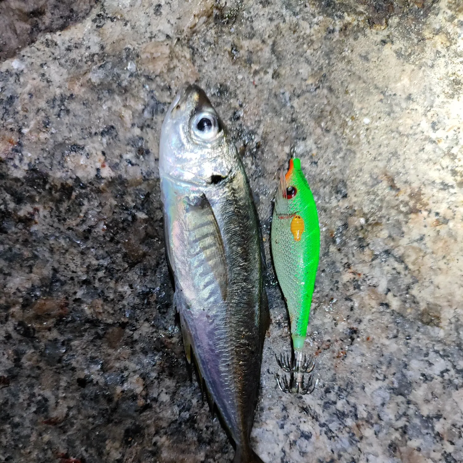 The most recent Mediterranean horse mackerel catches on Fishbrain