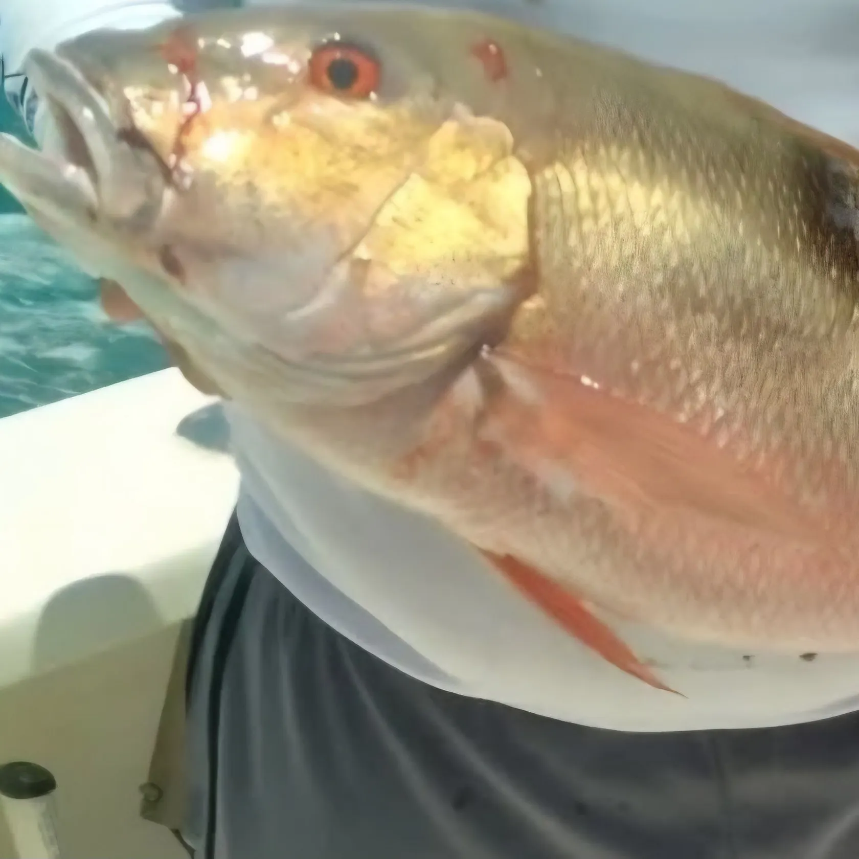 The most recent Cubera snapper catches on Fishbrain