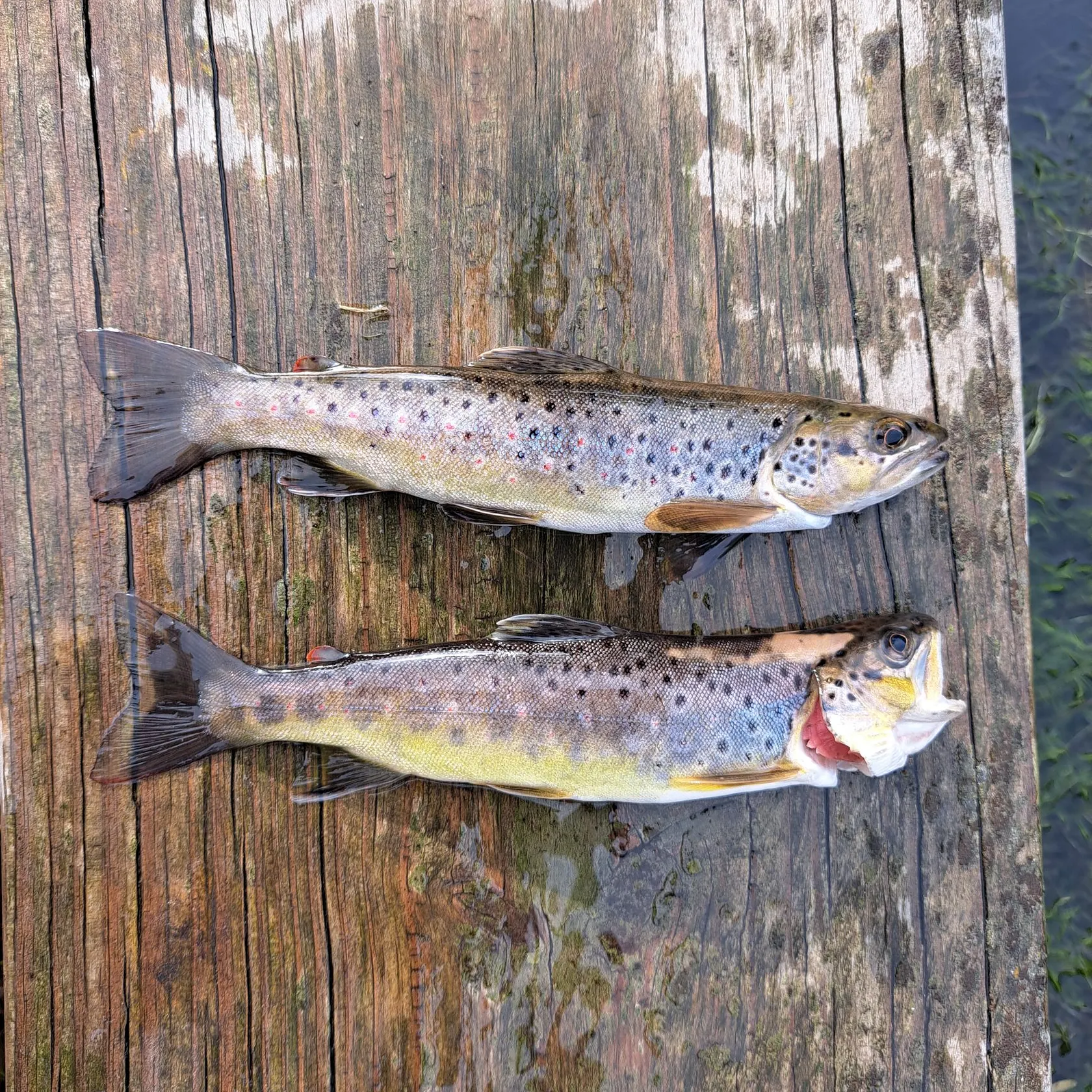The most recent Brown trout catches on Fishbrain
