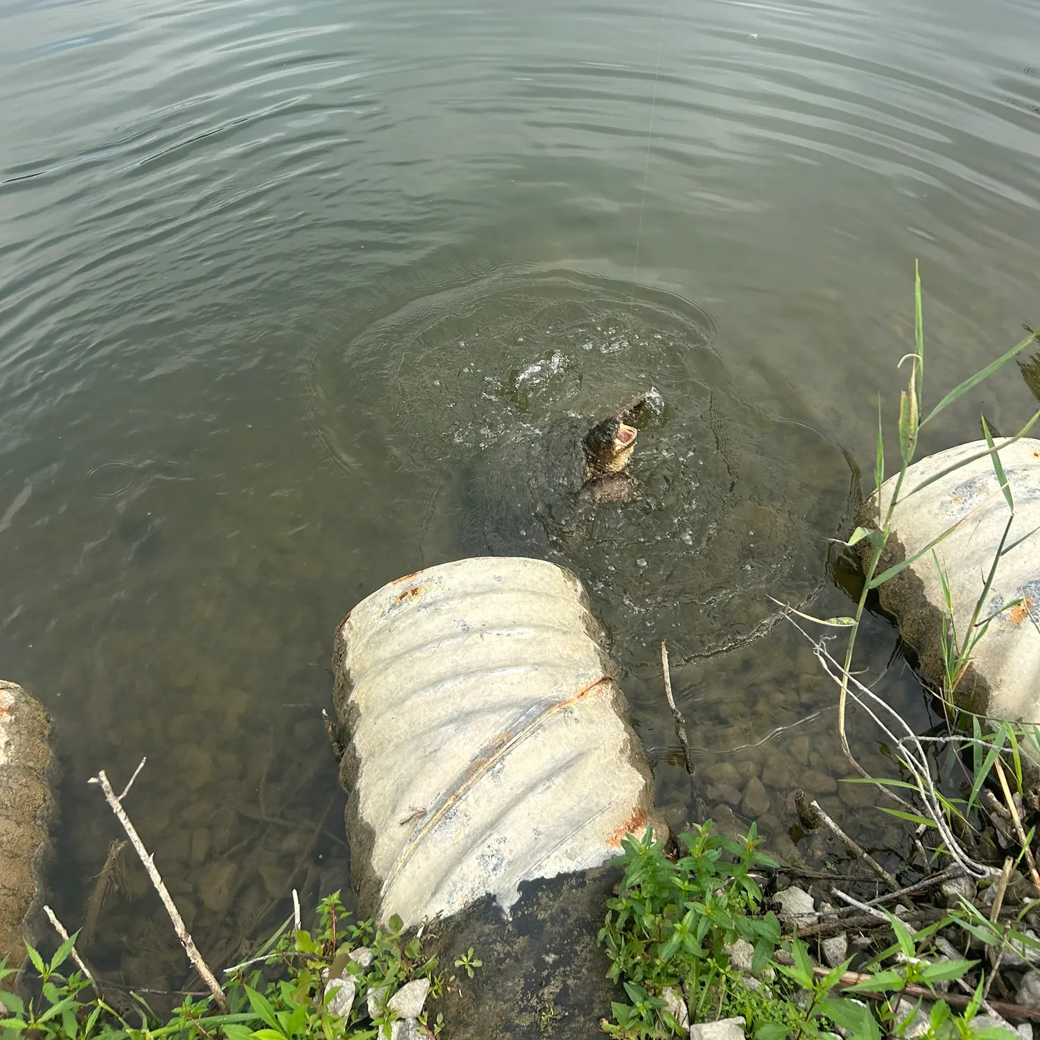 Common snapping turtle caught on Fishbrain