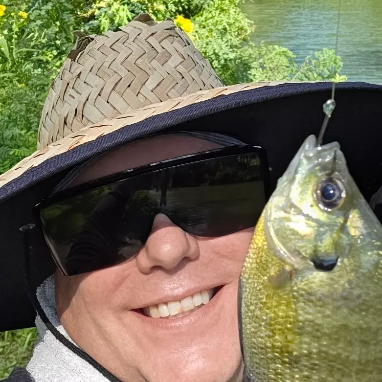 Bluegill caught on Fishbrain
