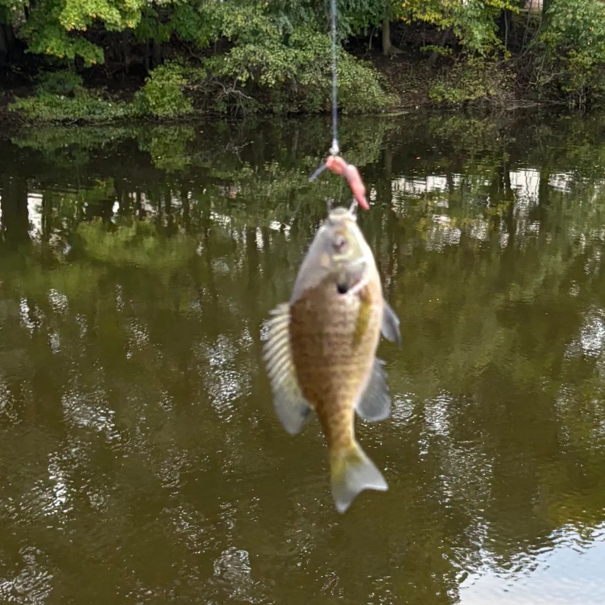 Bluegill caught on Fishbrain
