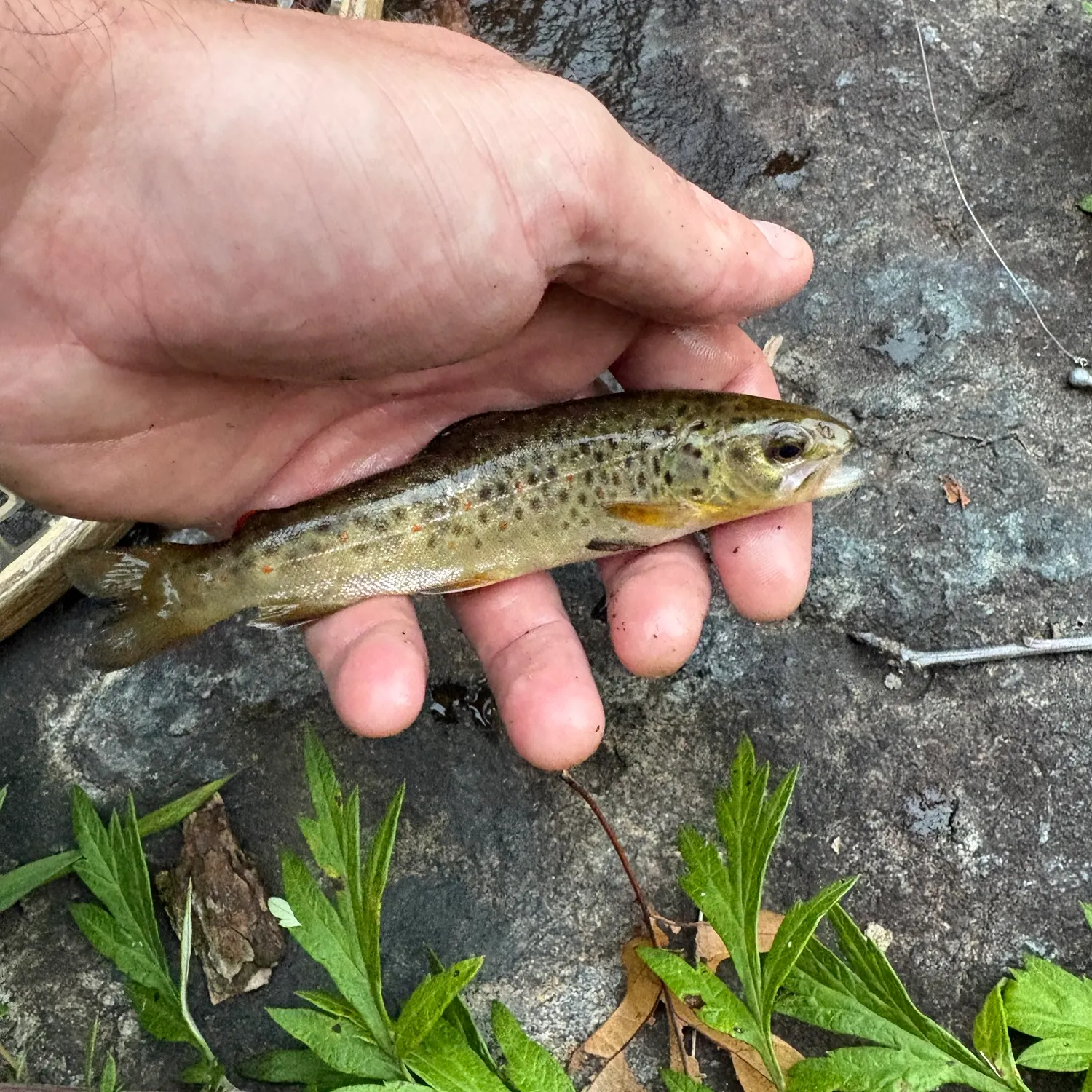 Brown trout caught on Fishbrain