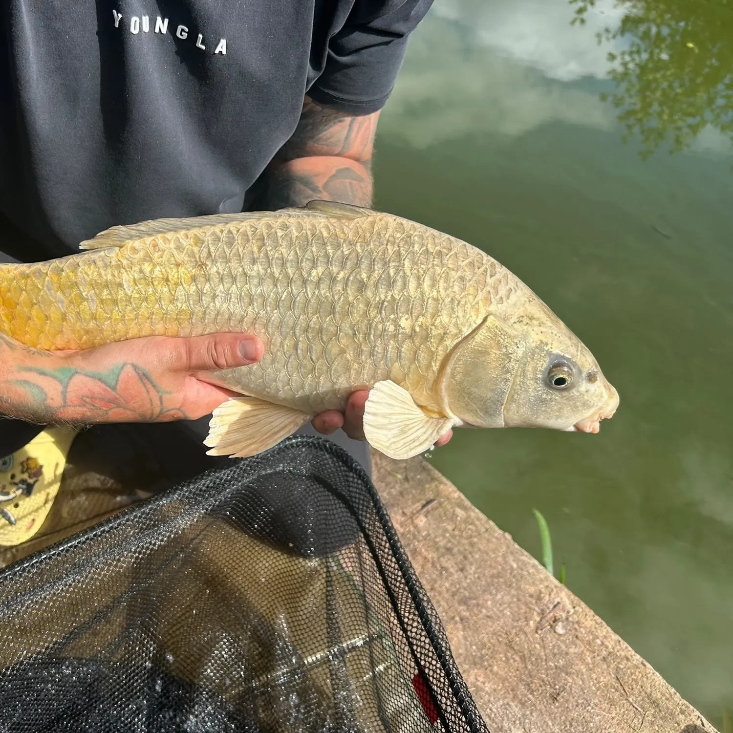 The most recent Ghost carp catches on Fishbrain