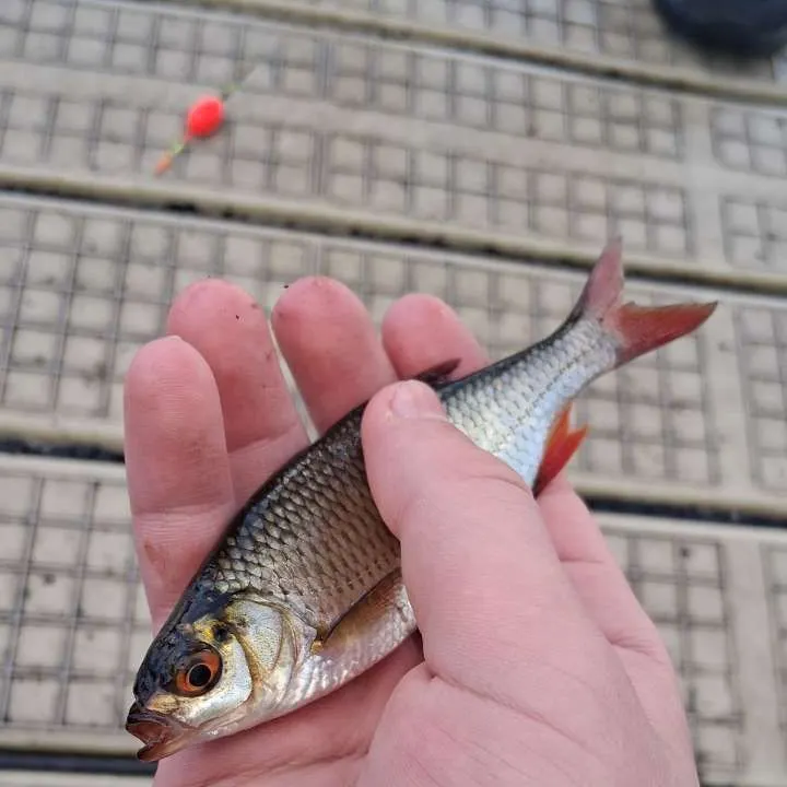 Common roach caught on Fishbrain