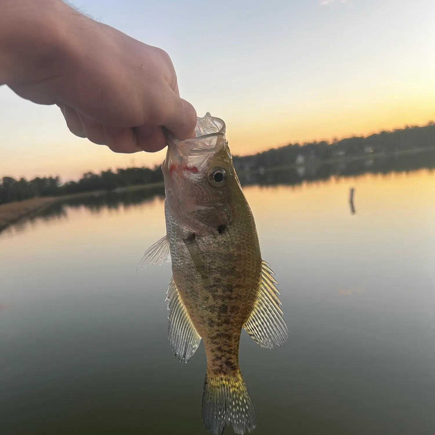 White crappie caught on Fishbrain