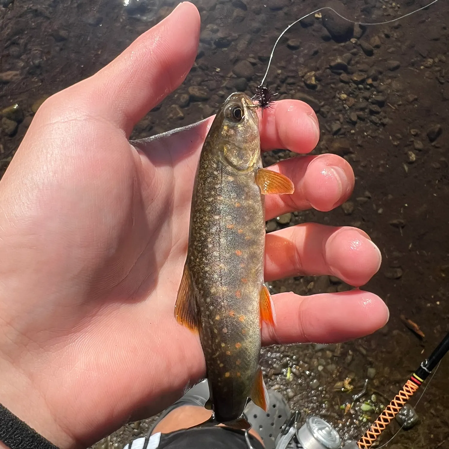 The most recent Dolly varden catches on Fishbrain