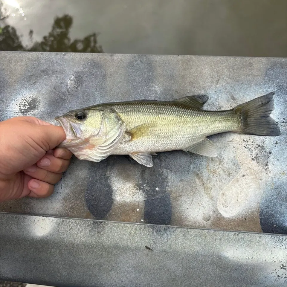 Fish caught on Fishbrain