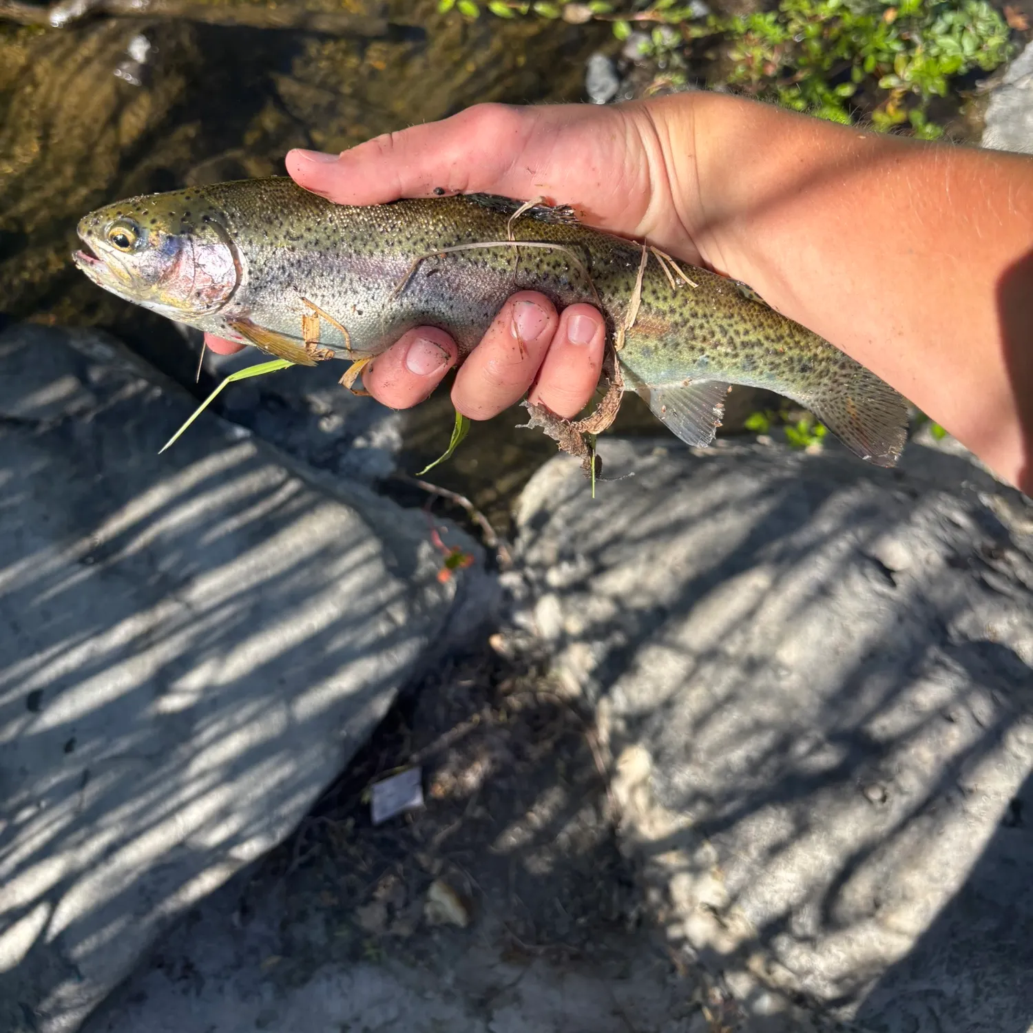 The most recent Steelhead catches on Fishbrain