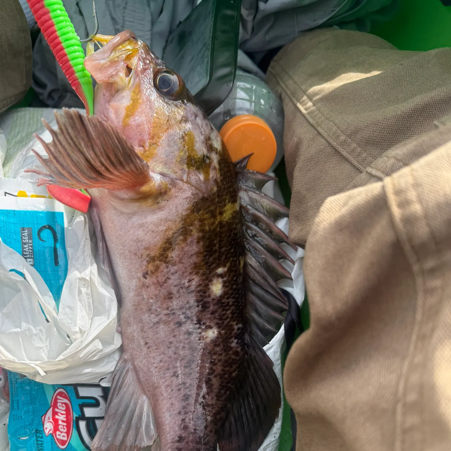 The most recent Copper rockfish catches on Fishbrain