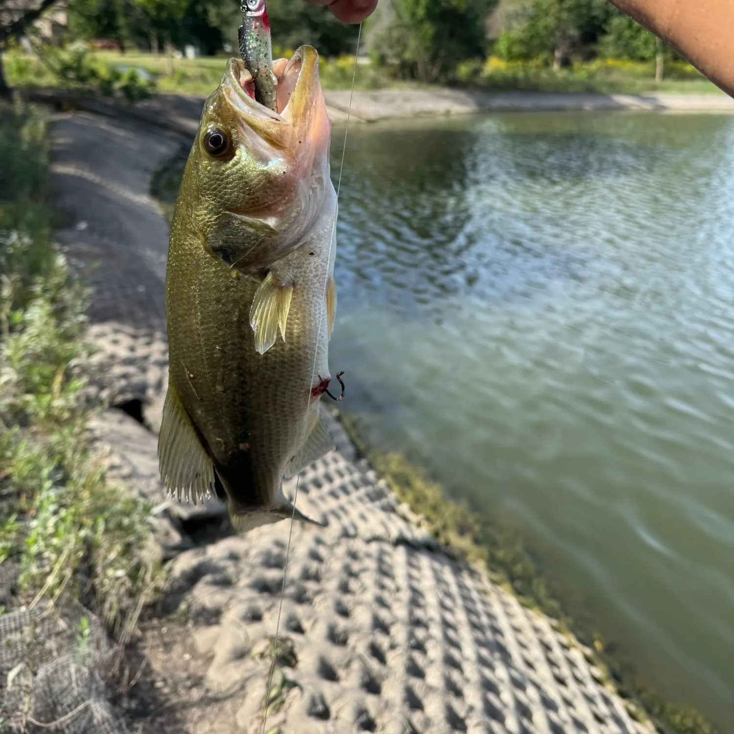 Largemouth bass caught on Fishbrain