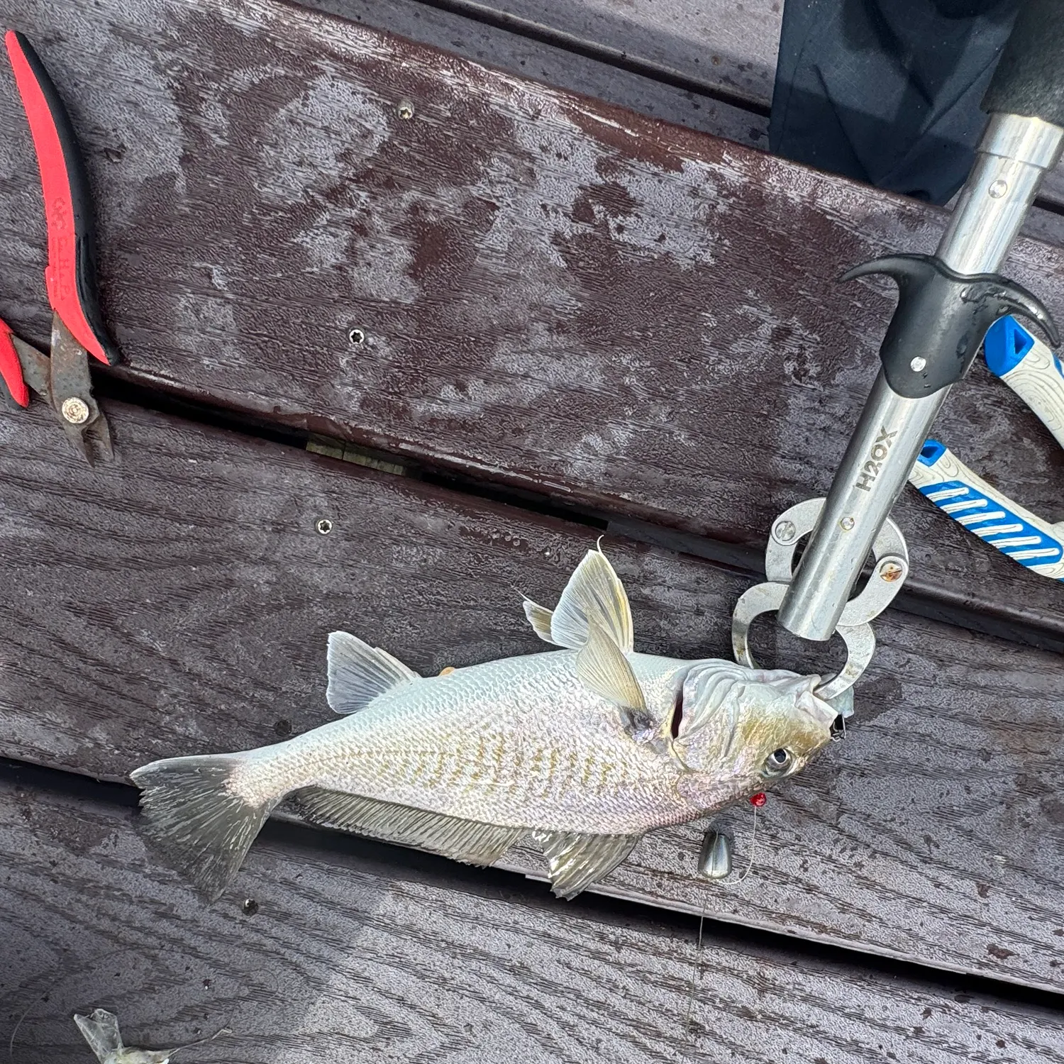 Atlantic croaker caught on Fishbrain