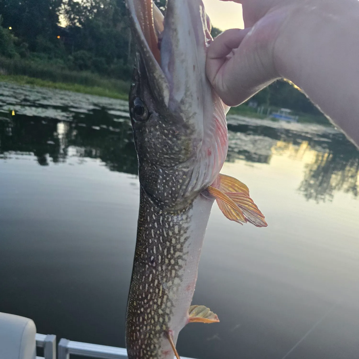 Northern pike caught on Fishbrain