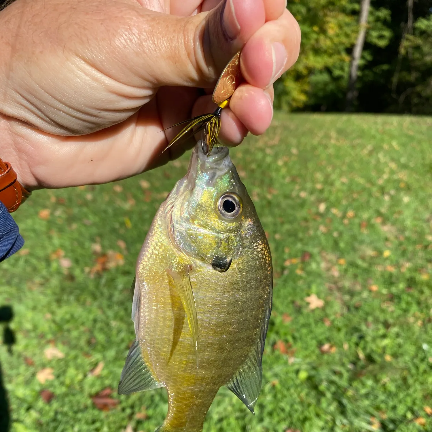 Bluegill caught on Fishbrain