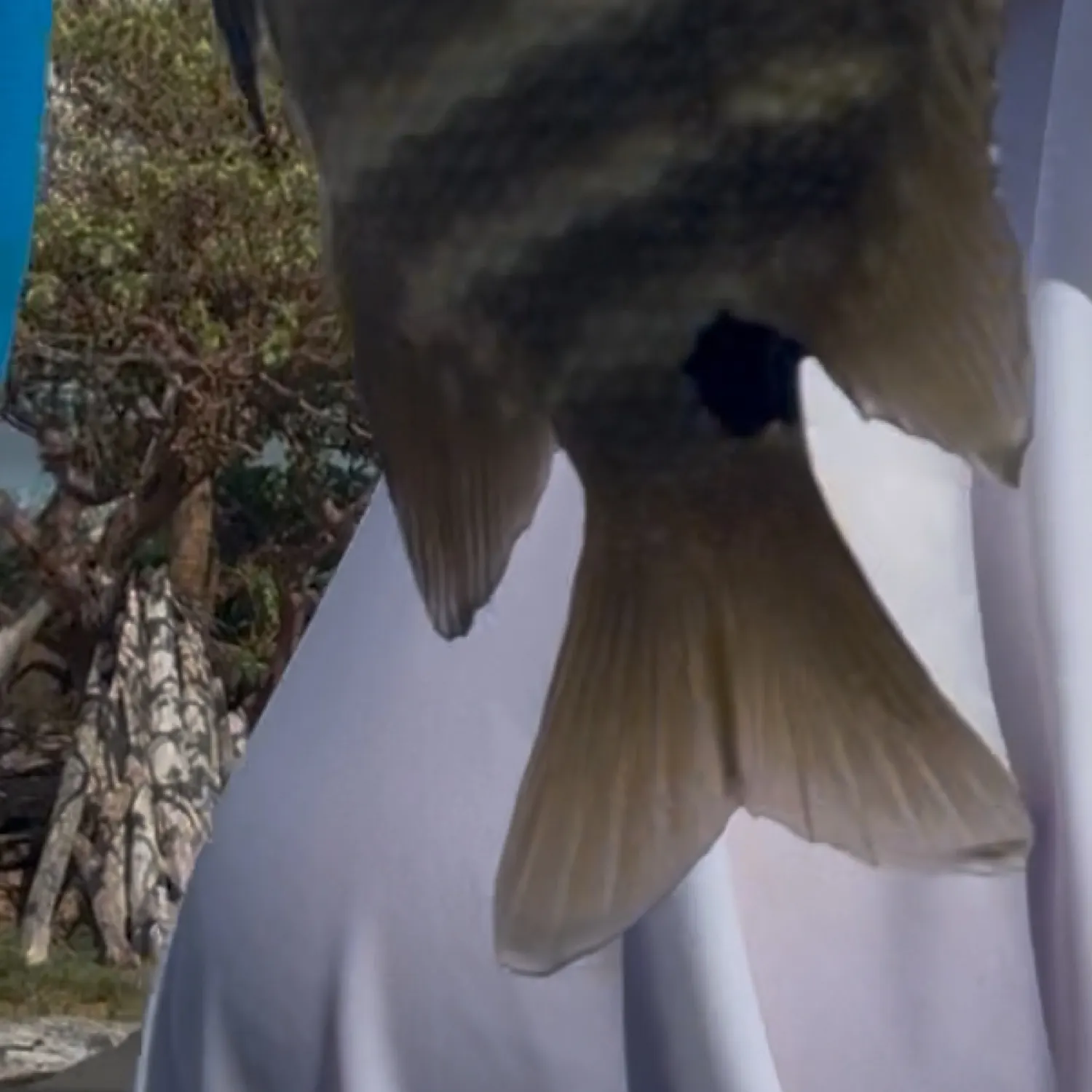 The most recent Pacific spadefish catches on Fishbrain