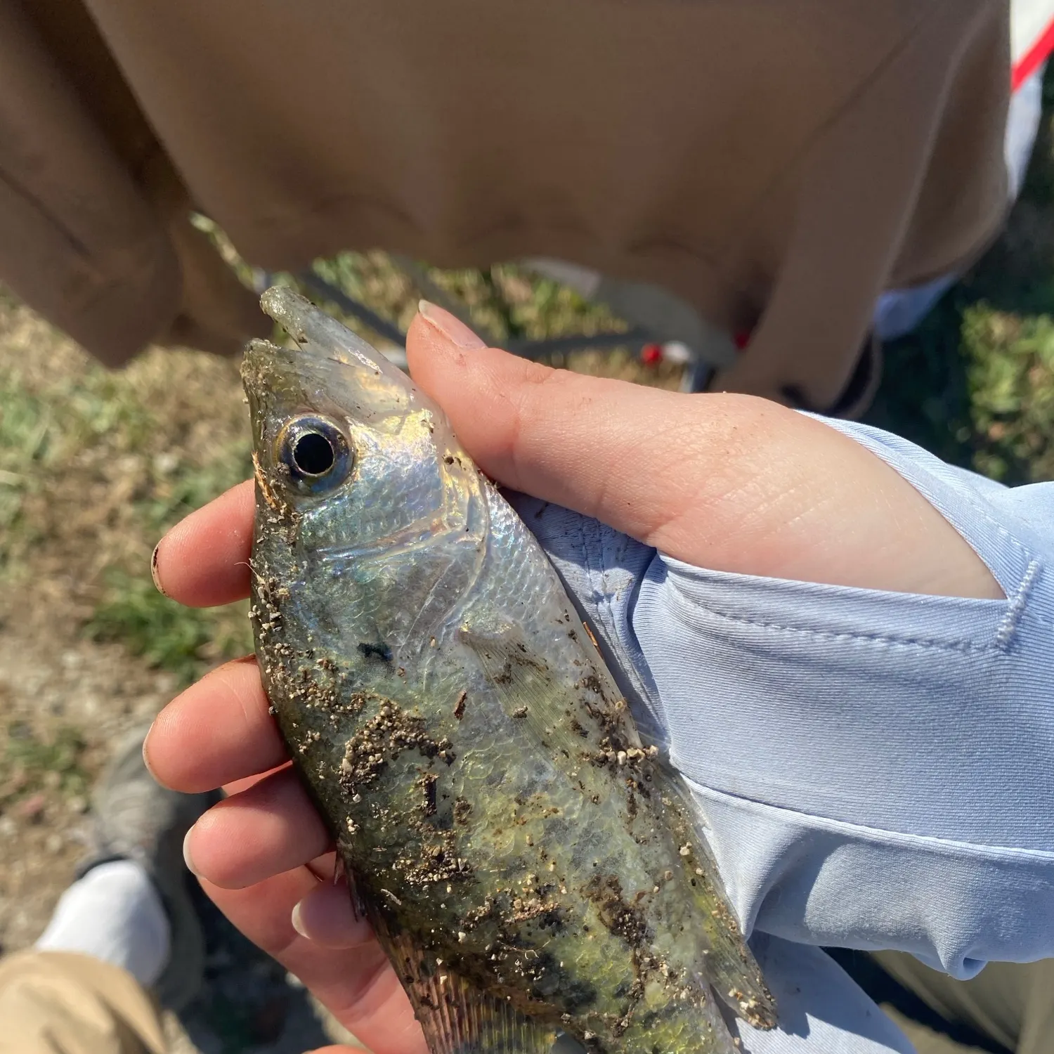 White bass caught on Fishbrain