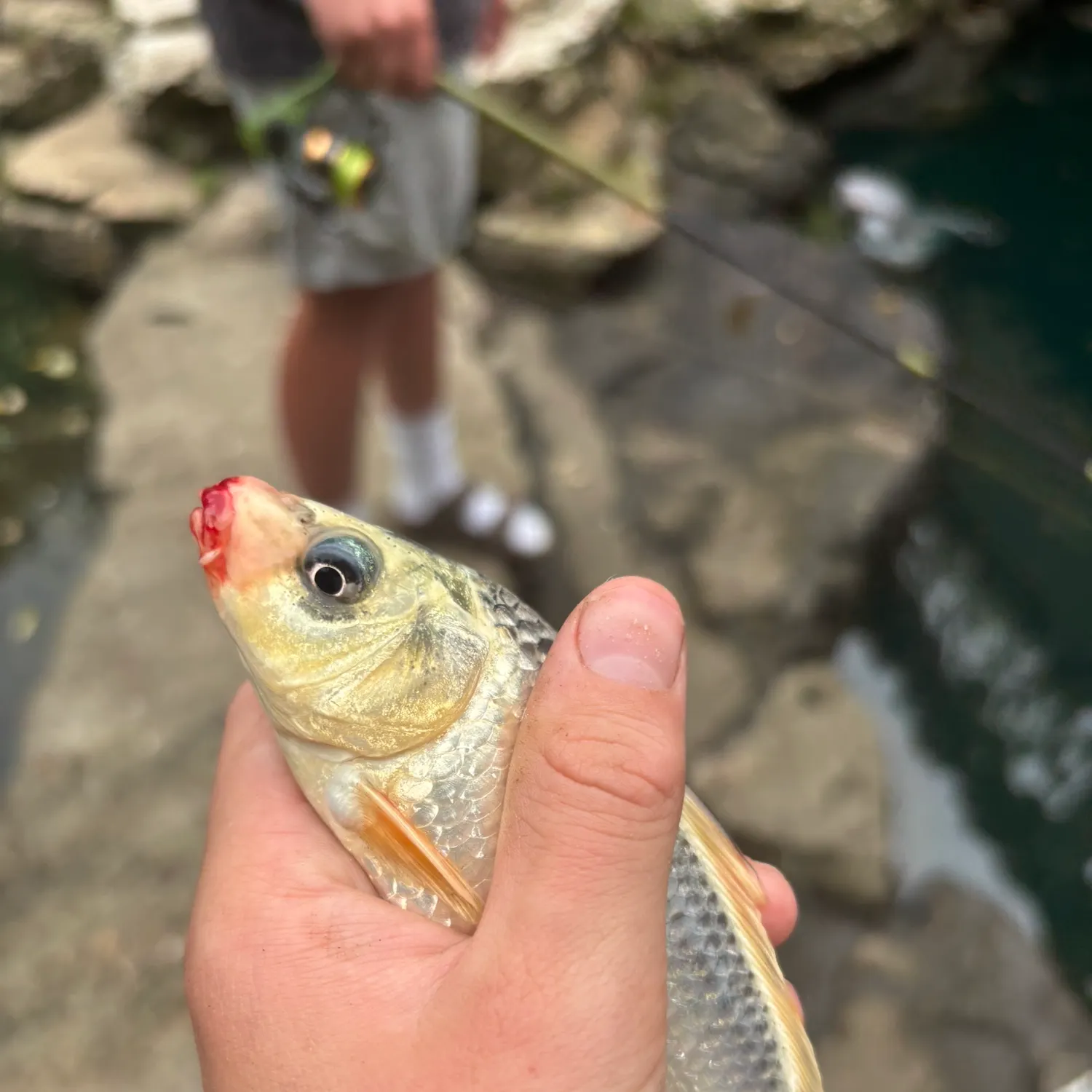 The most recent Roanoke hogsucker catches on Fishbrain