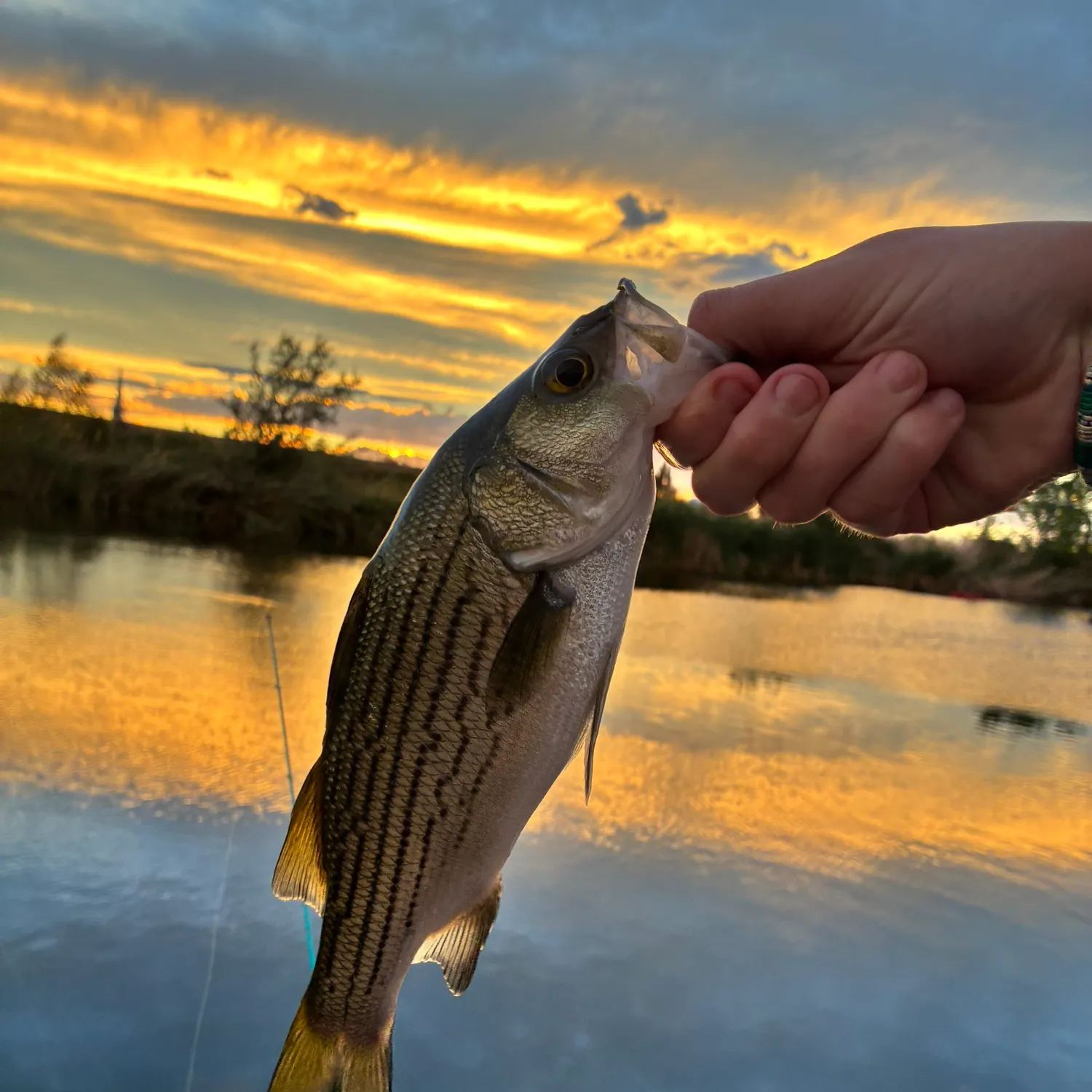 Wiper caught on Fishbrain