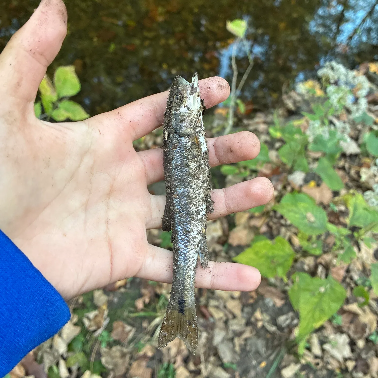 Creek chub caught on Fishbrain