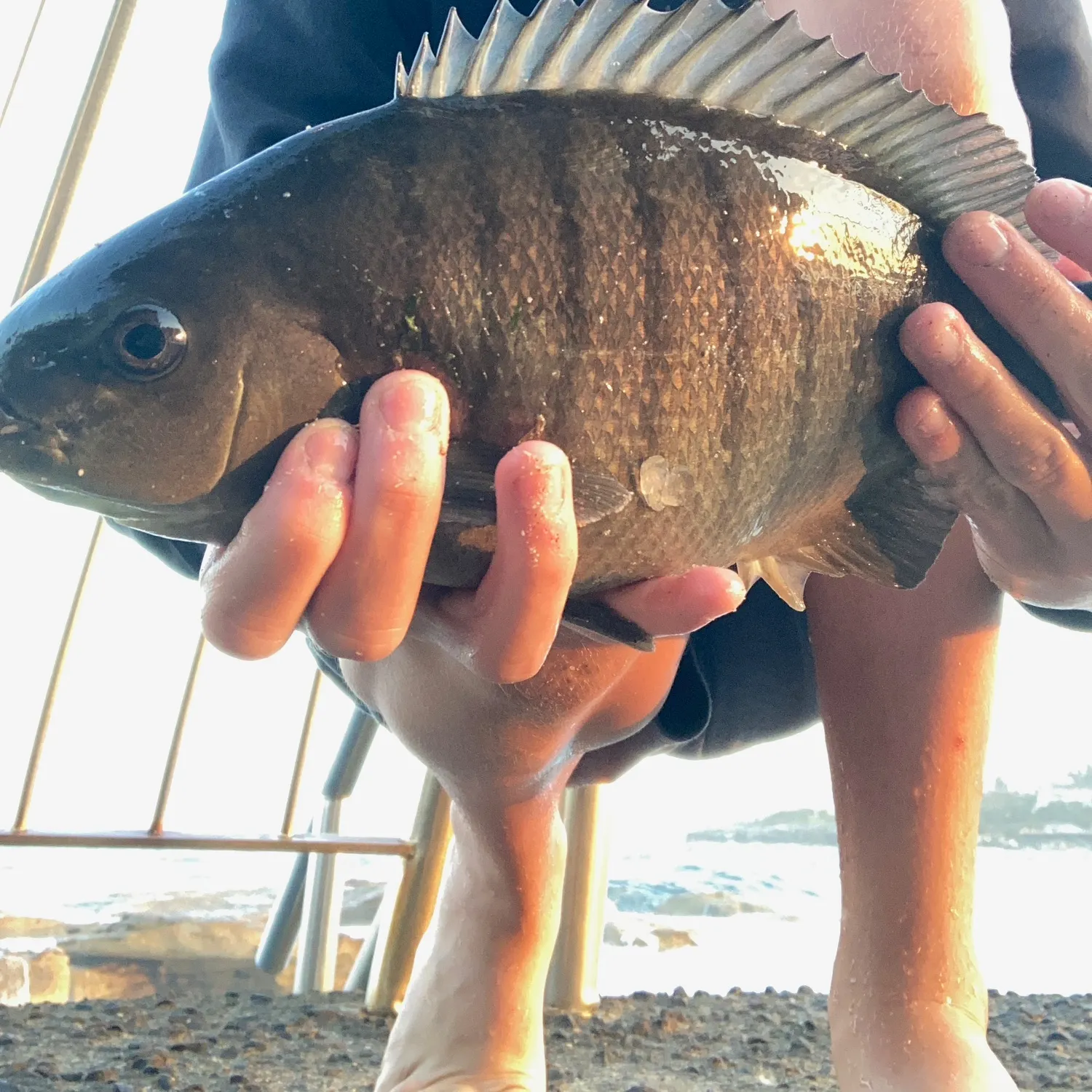 Luderick caught on Fishbrain