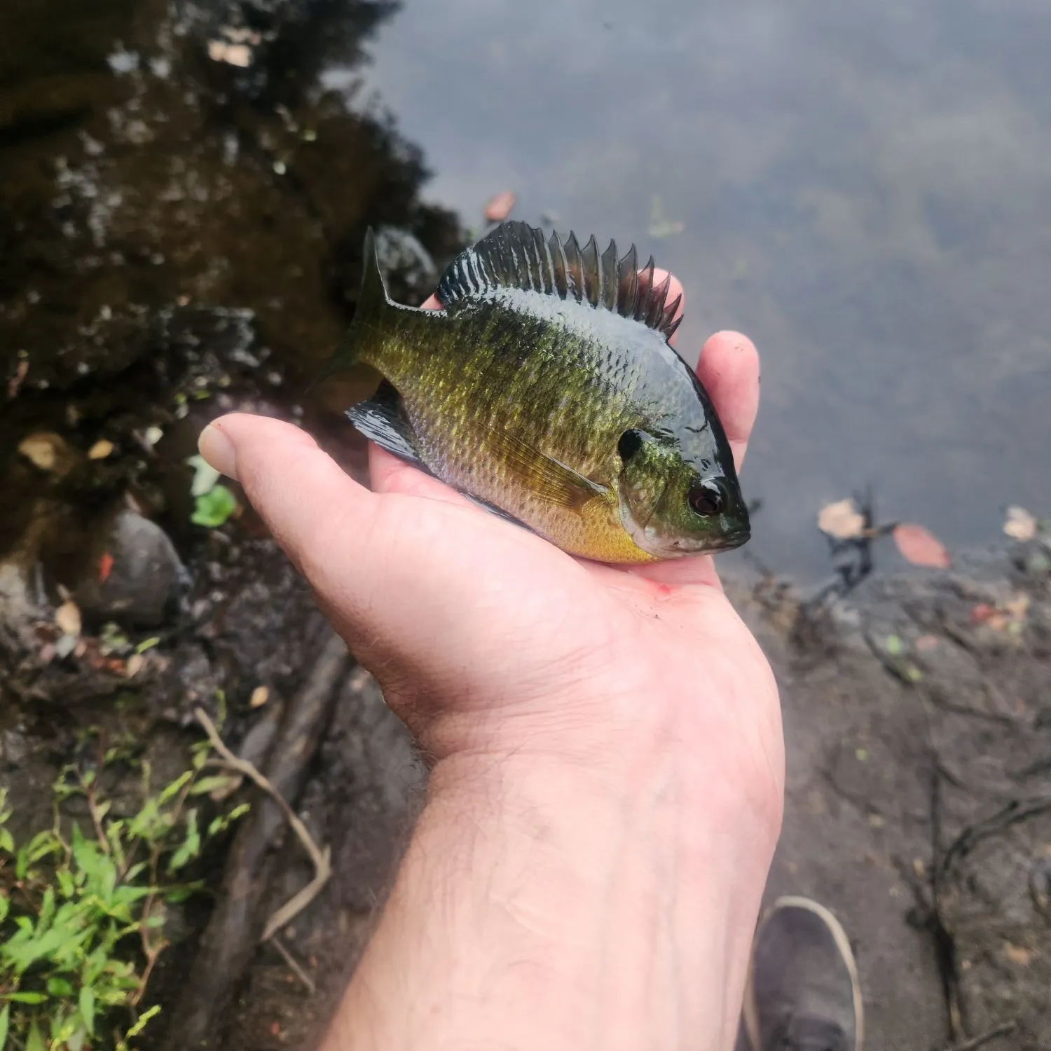 Bluegill caught on Fishbrain
